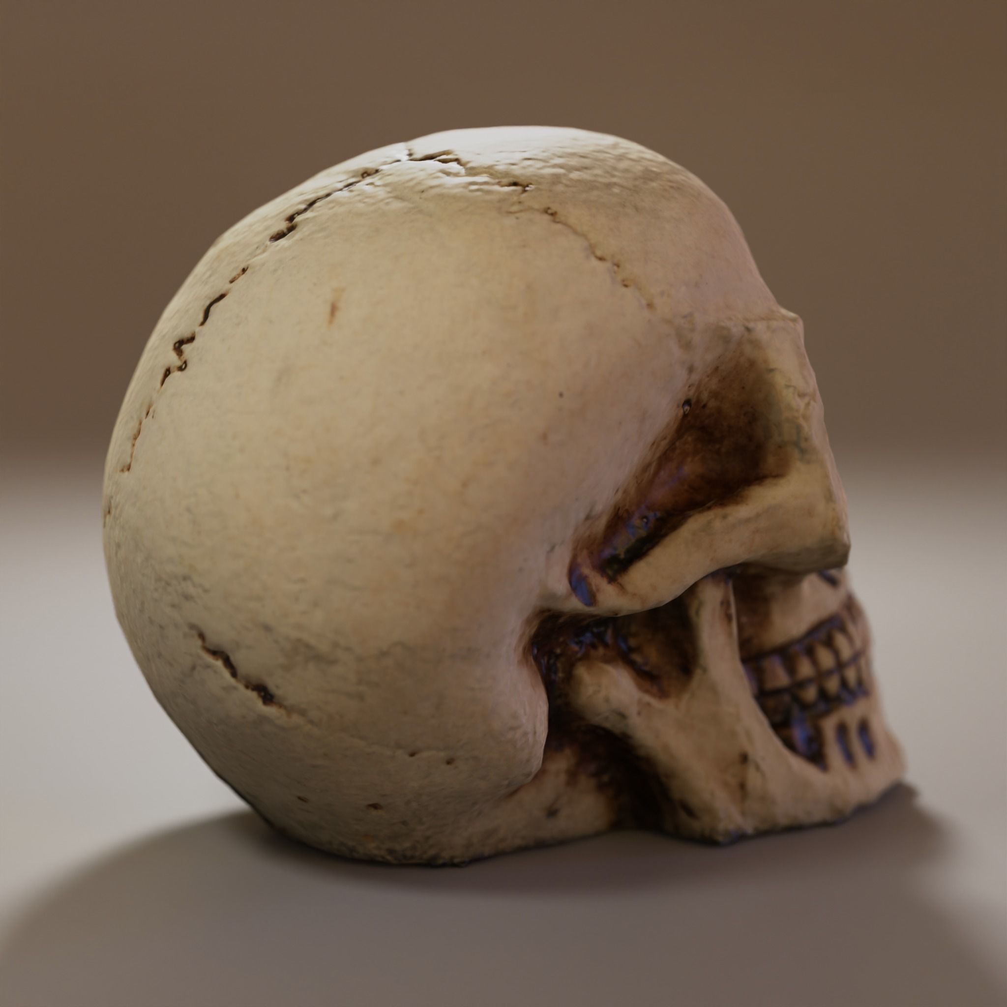 Small Decorative Skull - 3D Scan Low-poly 3D model_4