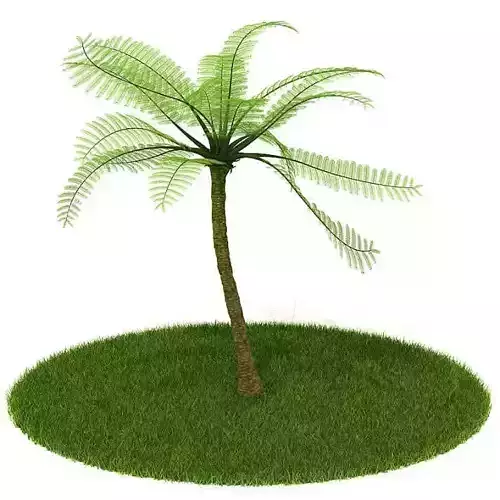 Palm Tree