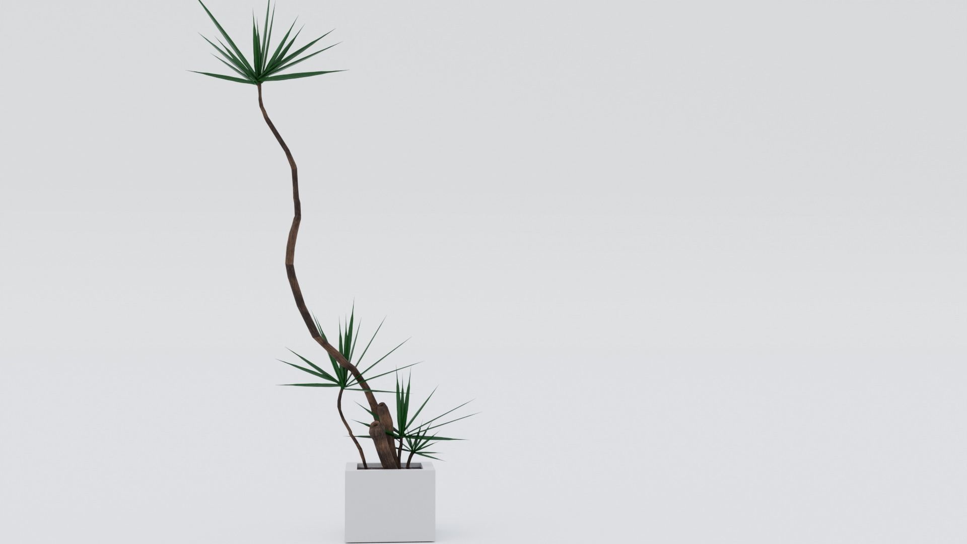 Dracaena marginata plant Low-poly 3D model_3