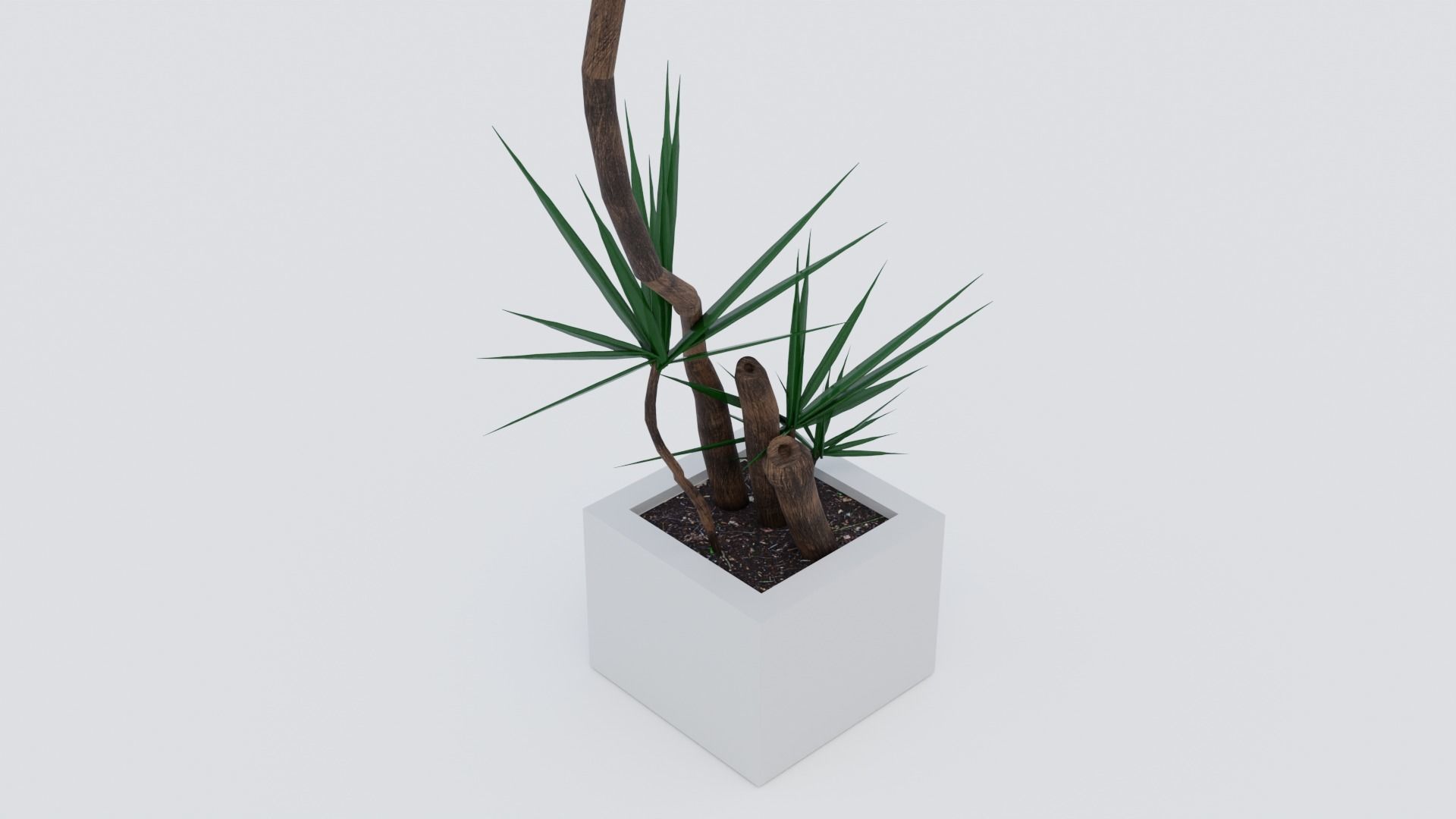 Dracaena marginata plant Low-poly 3D model_1