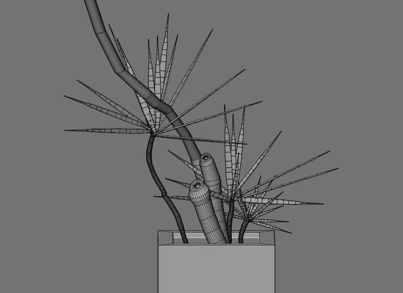 Dracaena marginata plant Low-poly 3D model_4