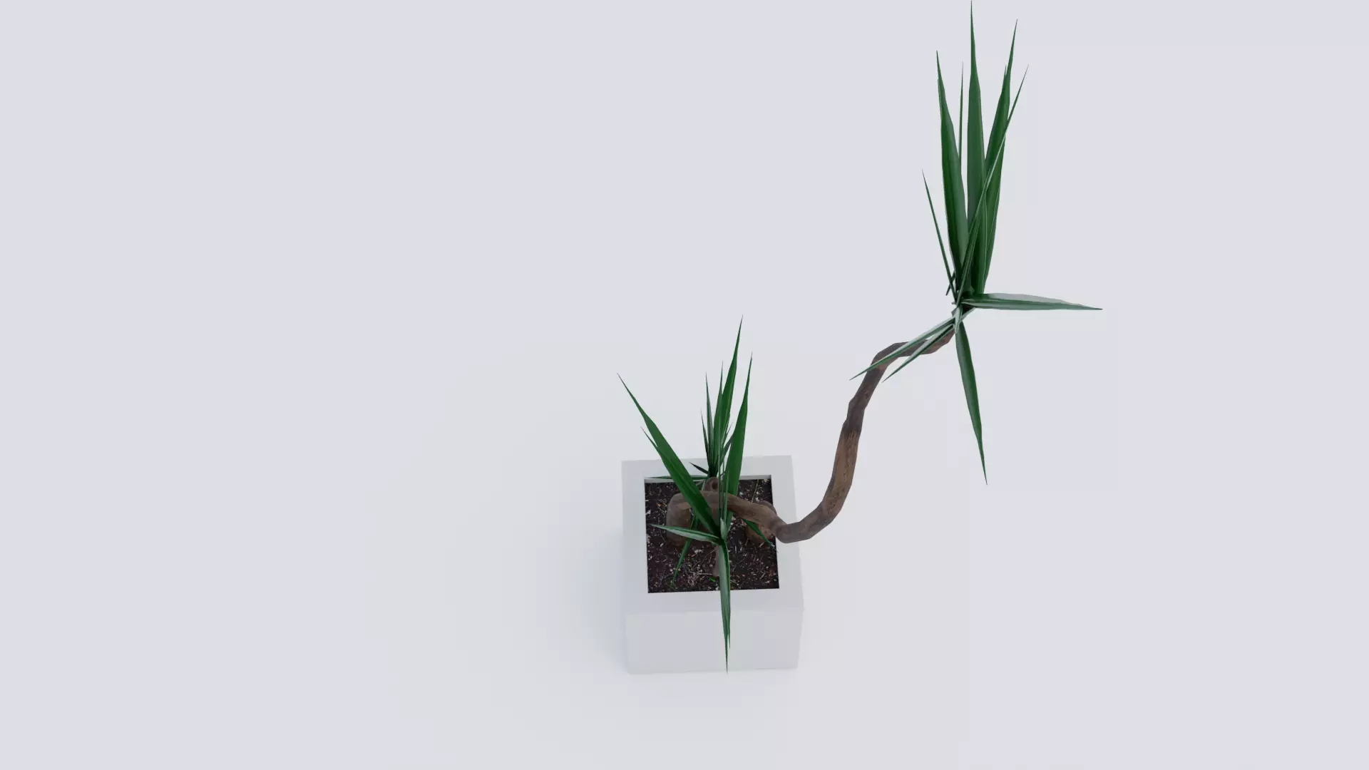 Dracaena marginata plant Low-poly 3D model_0