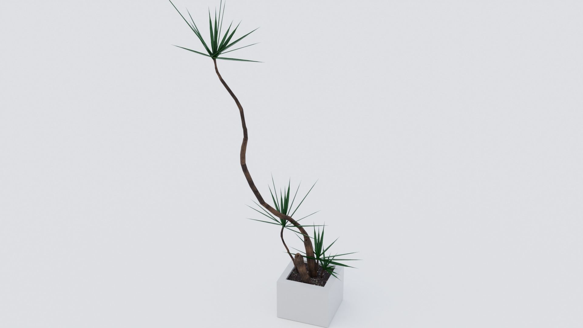 Dracaena marginata plant Low-poly 3D model_2