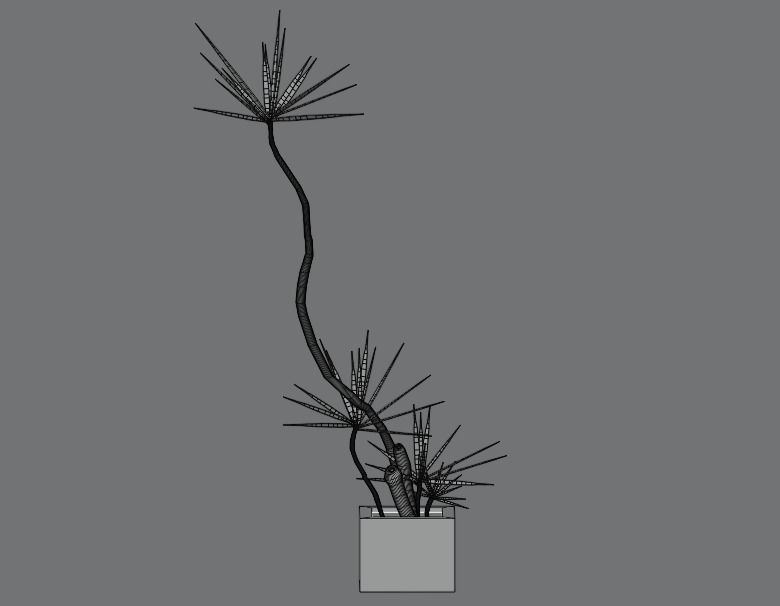 Dracaena marginata plant Low-poly 3D model_5