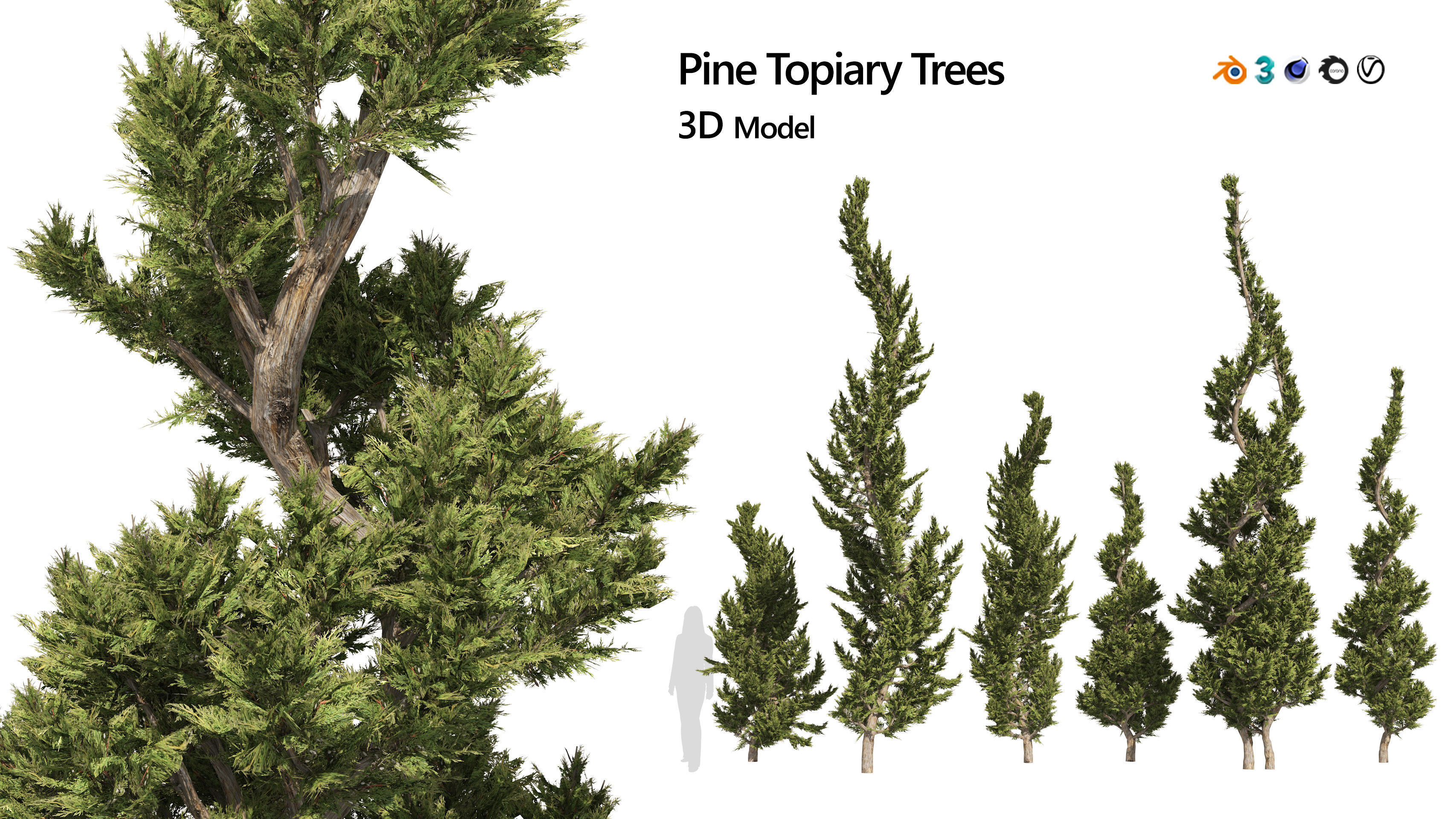 6 conifer topiary trees 3D model_6