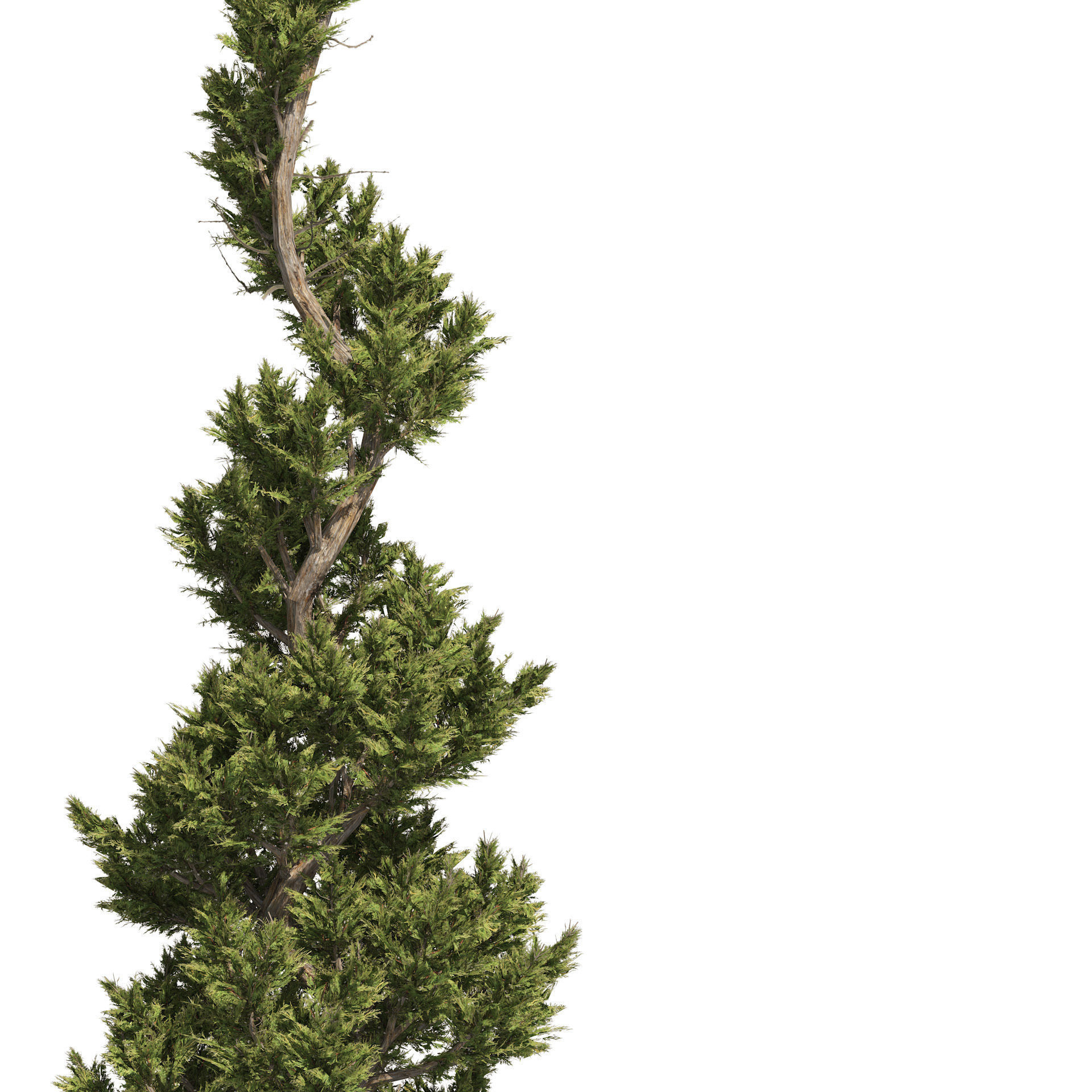 6 conifer topiary trees 3D model_4