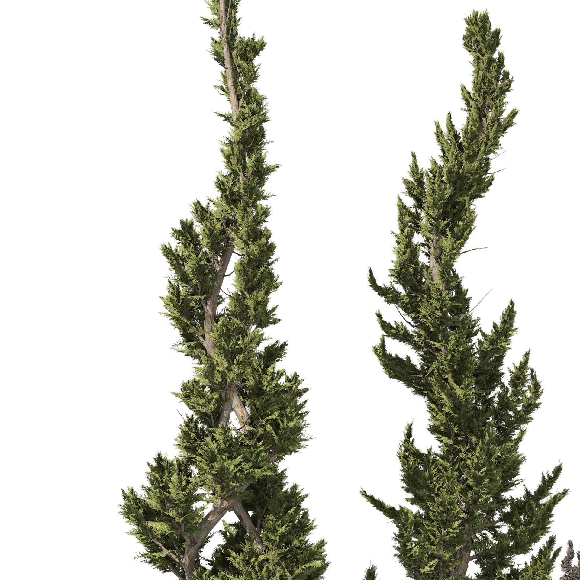 6 conifer topiary trees 3D model_3