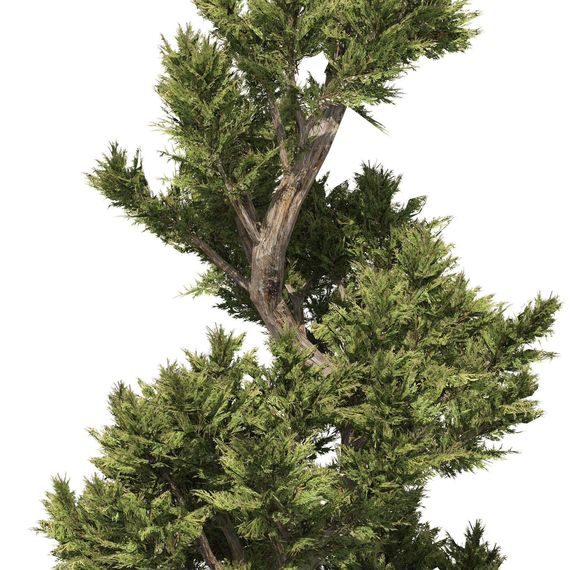 6 conifer topiary trees 3D model_1