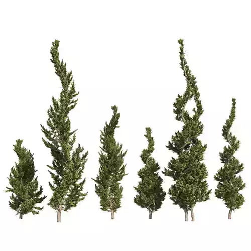 6 conifer topiary trees 3D model