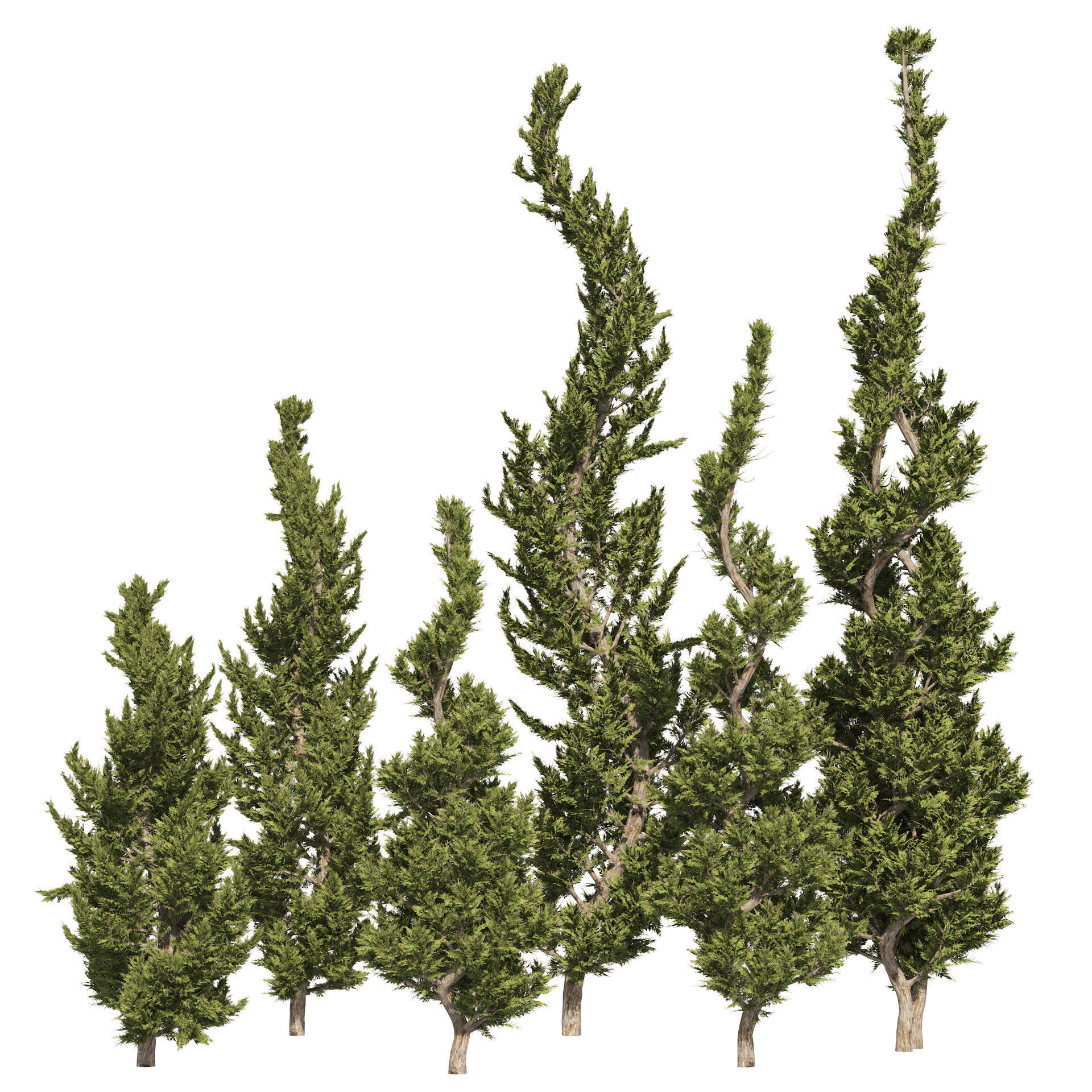 6 conifer topiary trees 3D model_2
