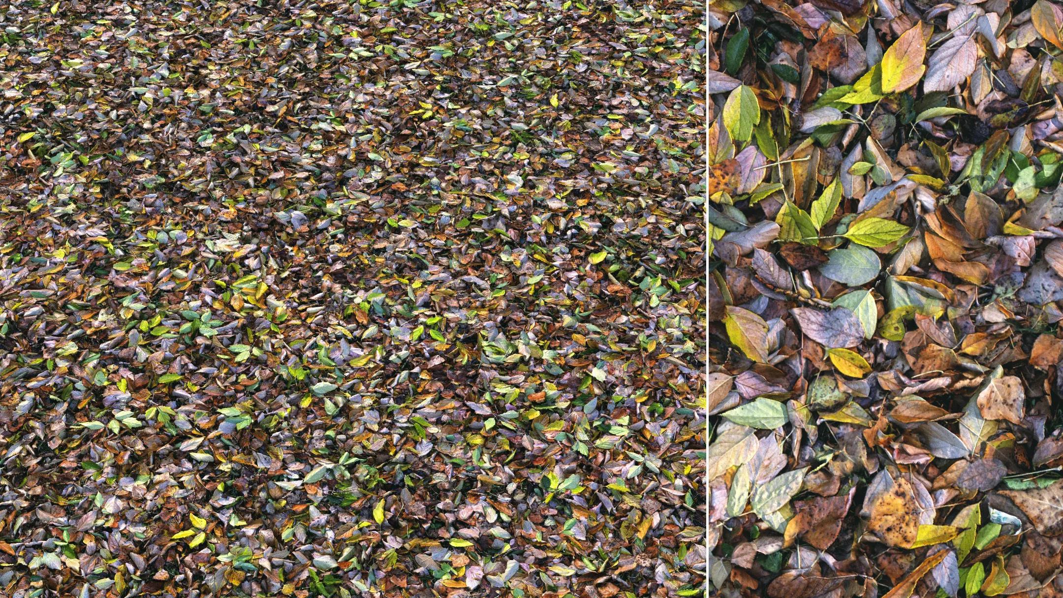 Autumn foliage material 04 3D model_0