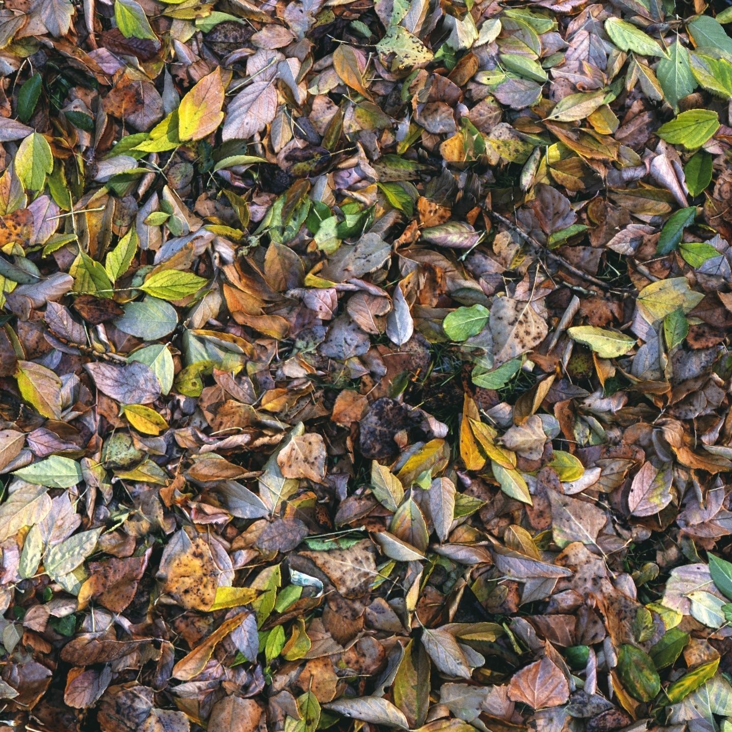 Autumn foliage material 04 3D model_3