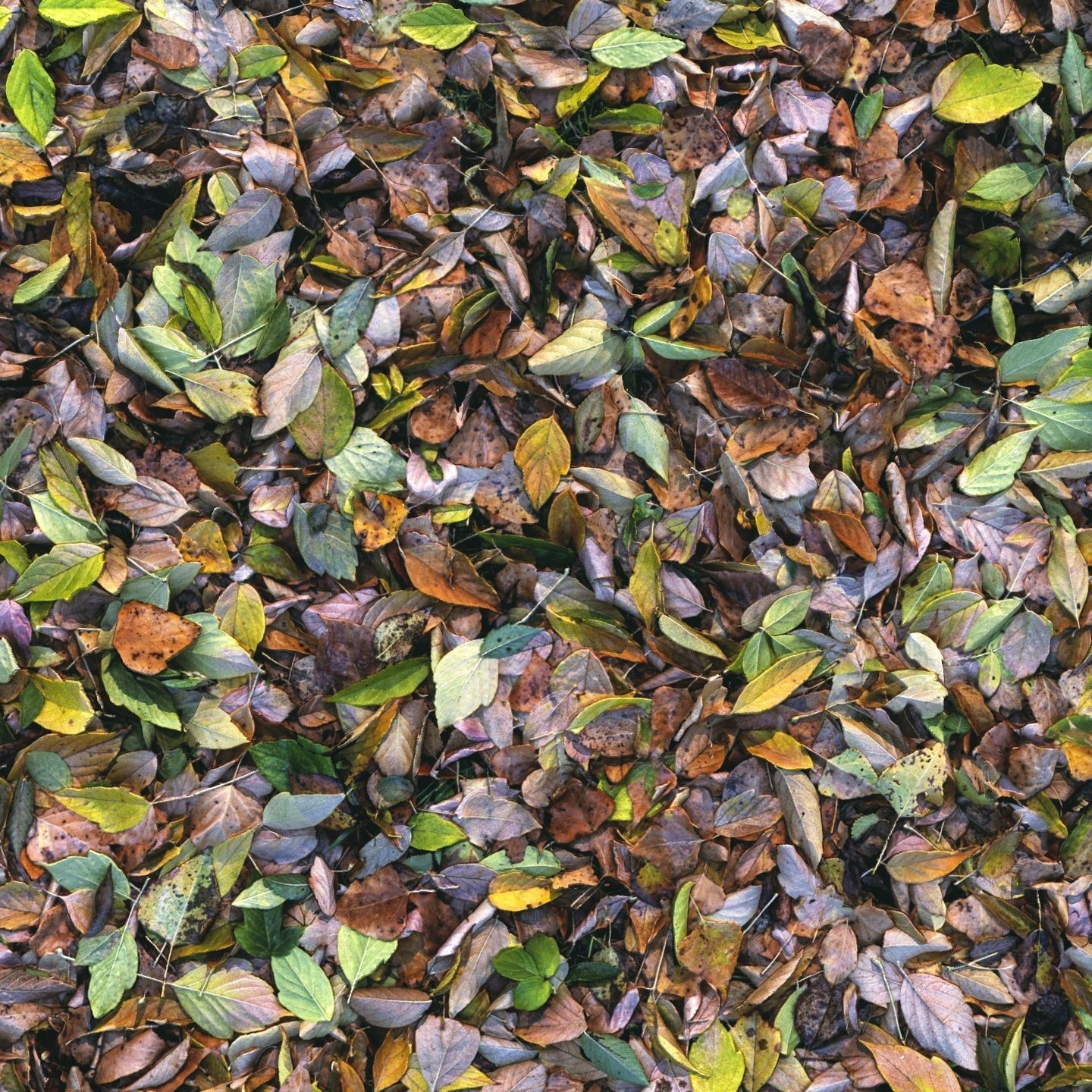 Autumn foliage material 04 3D model_5