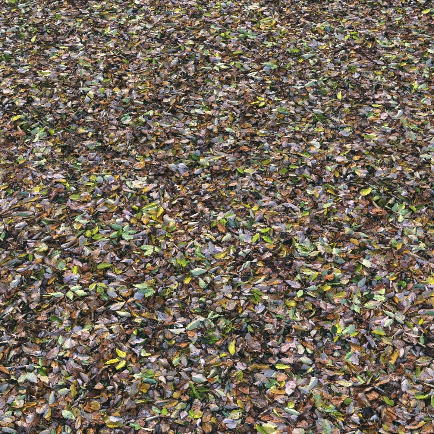 Autumn foliage material 04 3D model_4