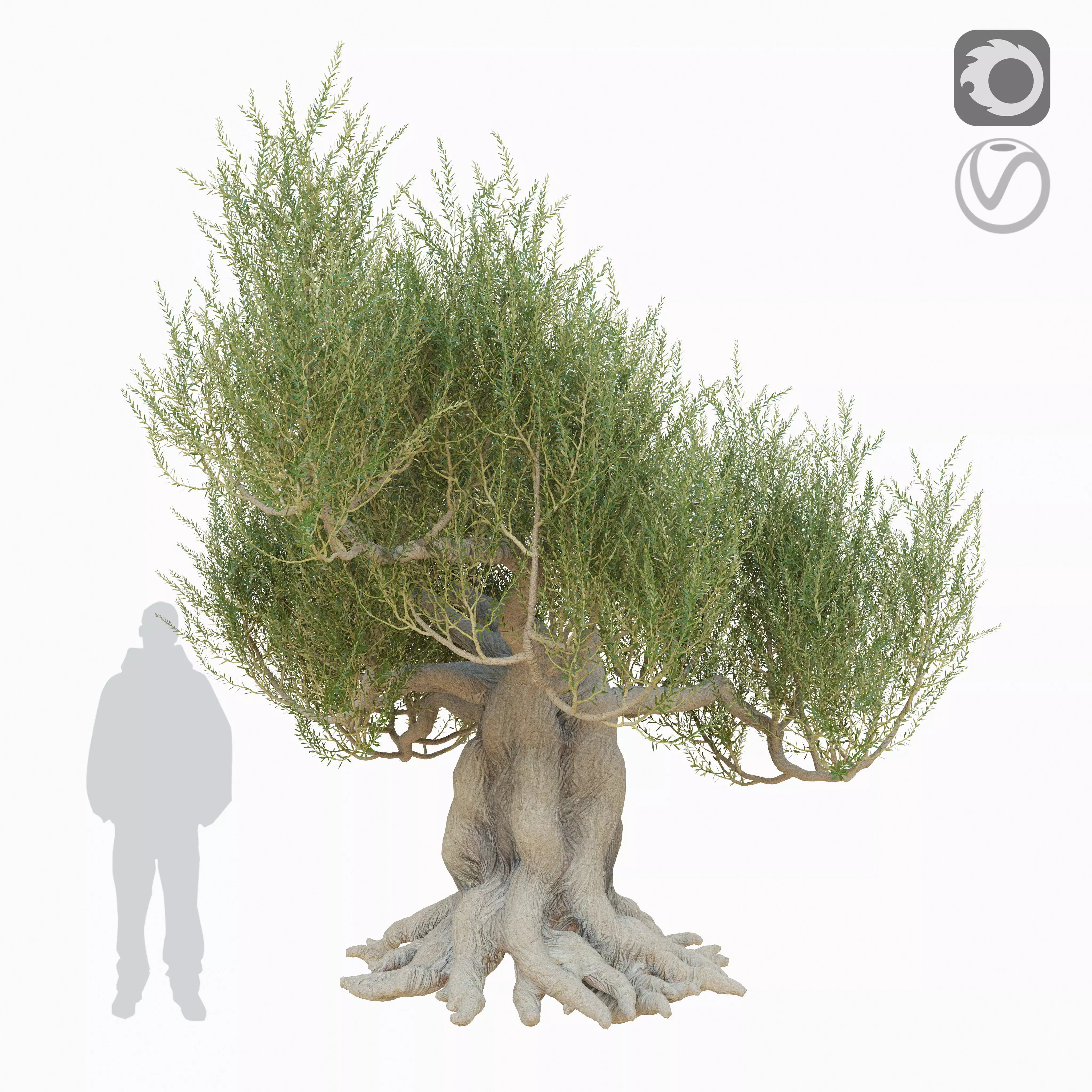 Old olive tree 3D model