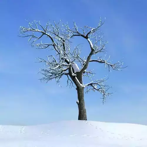 An Old Apple Tree In Winter