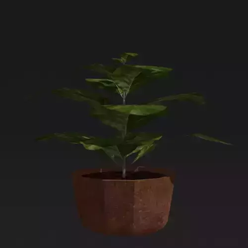 Potted Plant