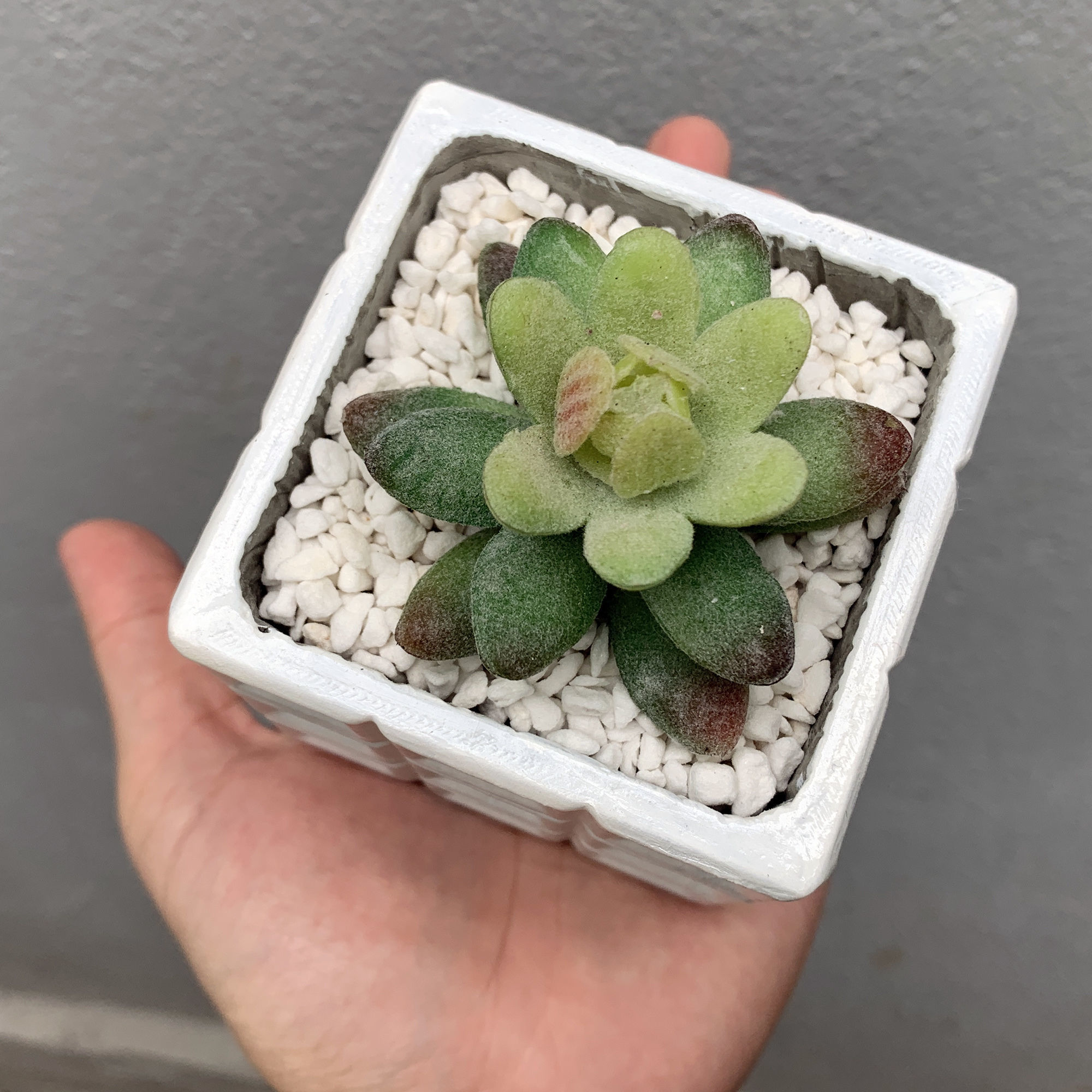 Square Concrete Flowerpot Mould - Include Pot file for print 3D print model_5