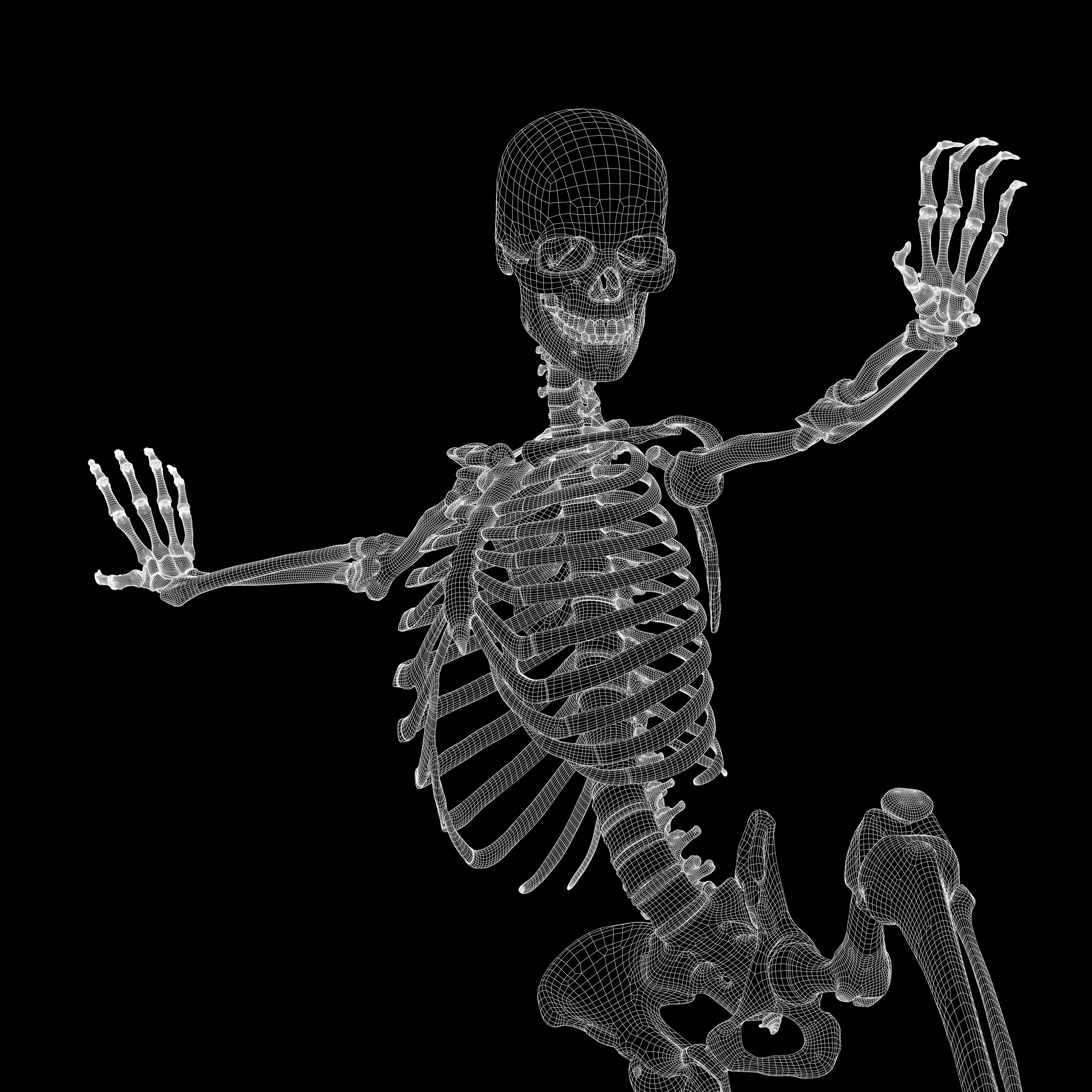 Rigged Skeleton - Skeletal System - Skeleton Rig Low-poly 3D model_66