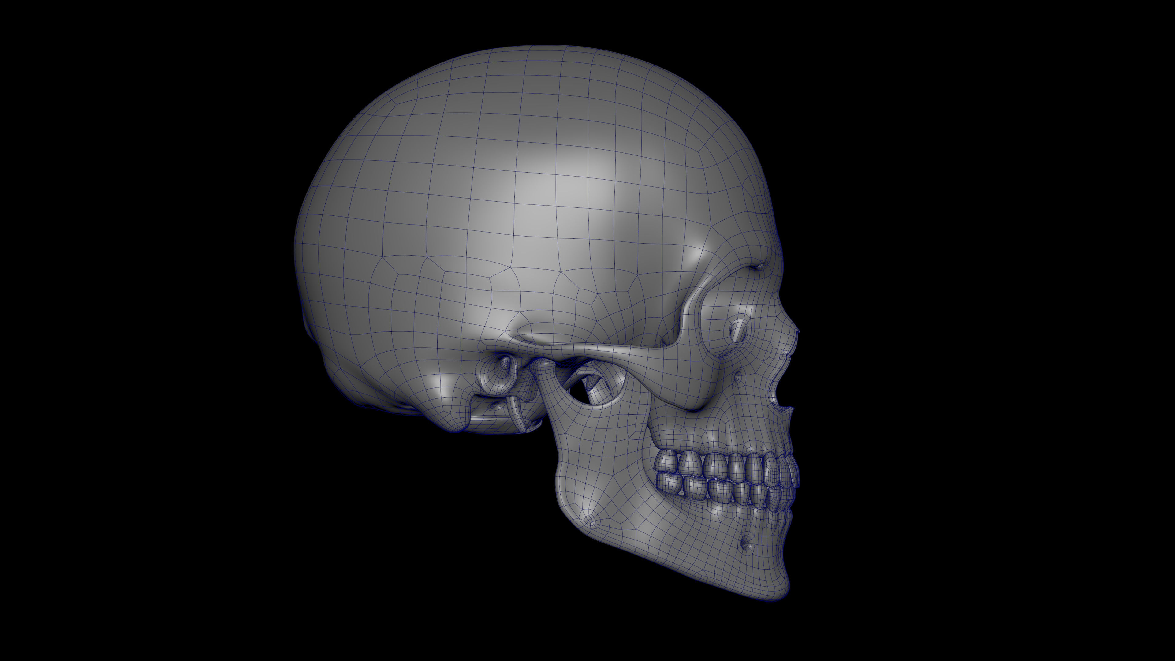 Rigged Skeleton - Skeletal System - Skeleton Rig Low-poly 3D model_17