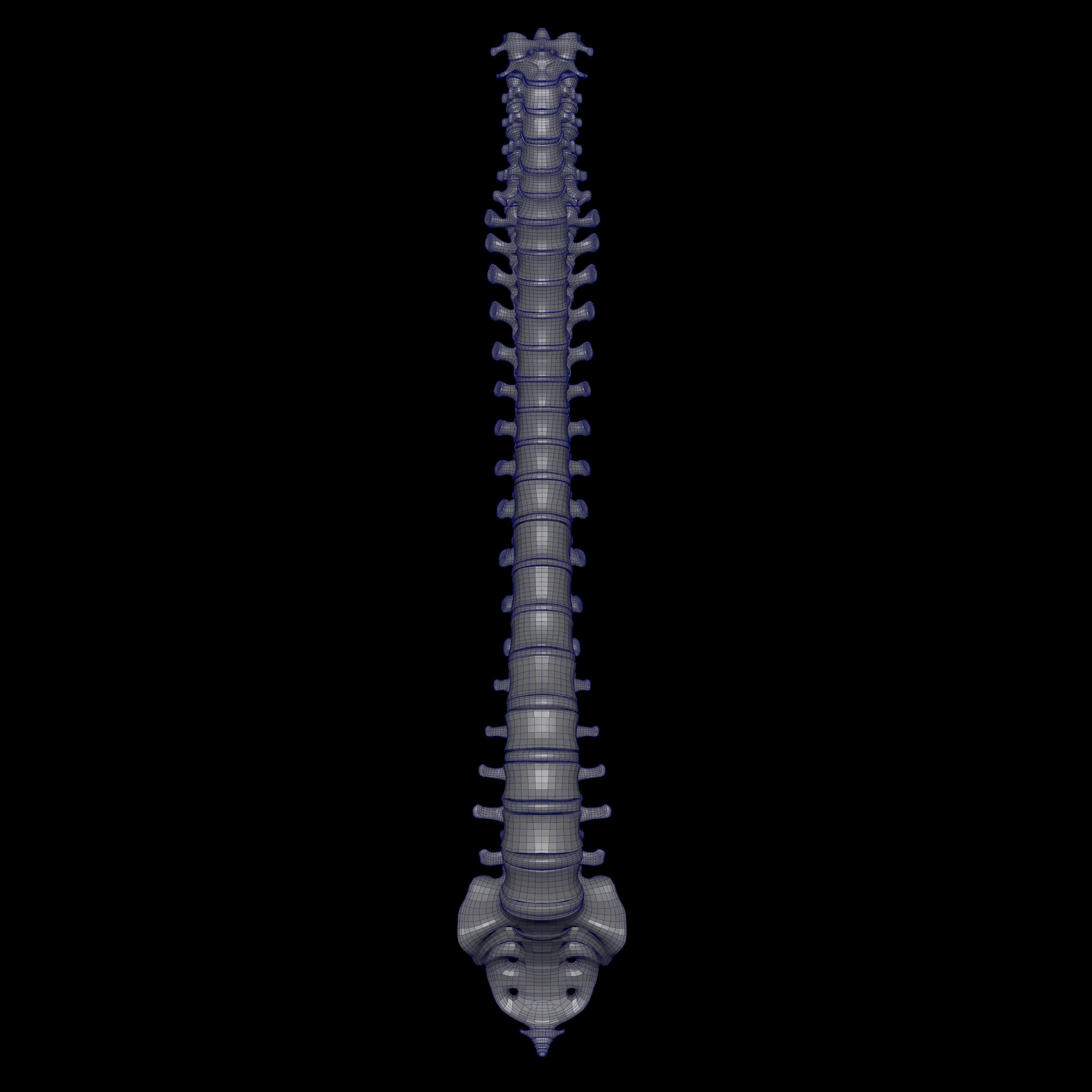 Rigged Skeleton - Skeletal System - Skeleton Rig Low-poly 3D model_24