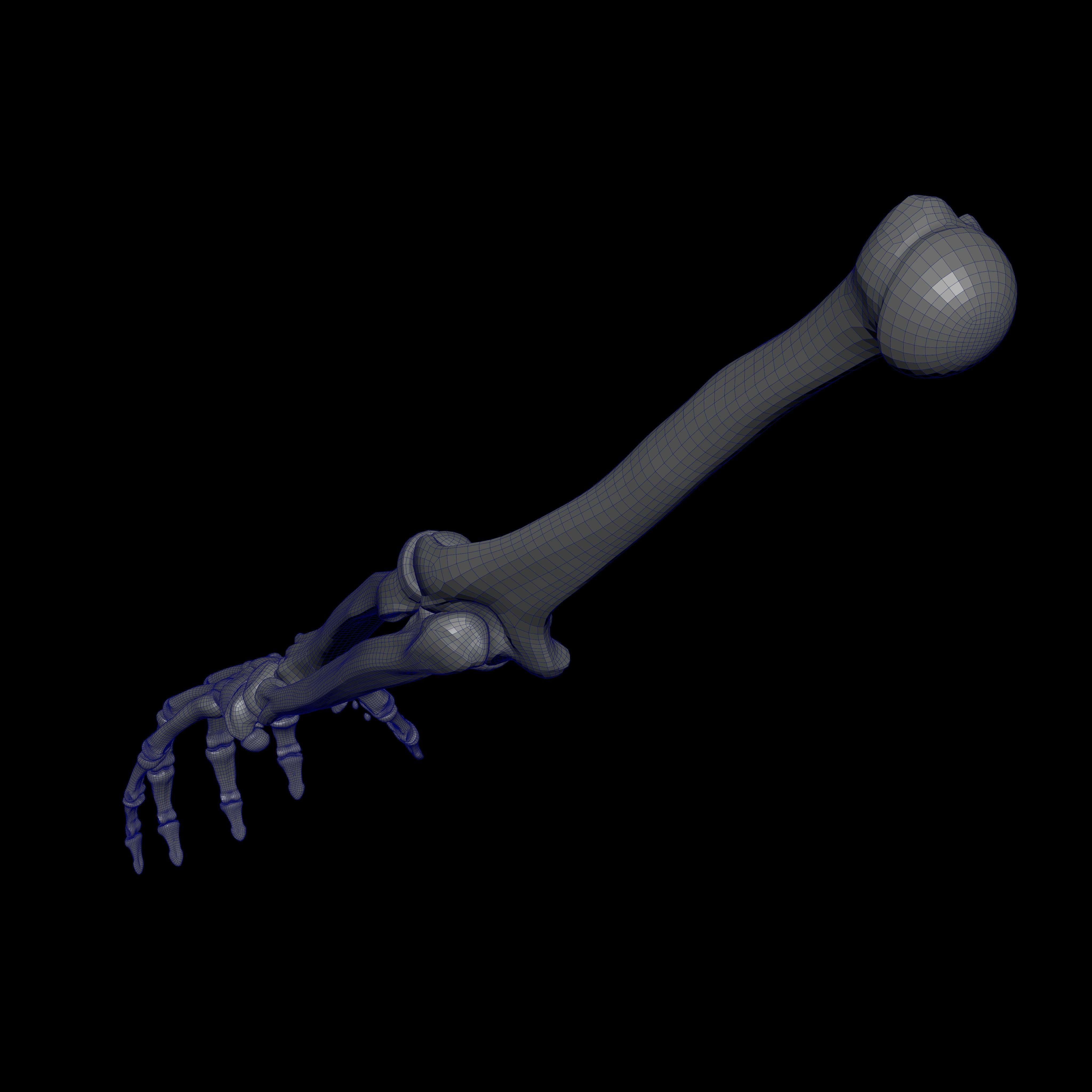 Rigged Skeleton - Skeletal System - Skeleton Rig Low-poly 3D model_36