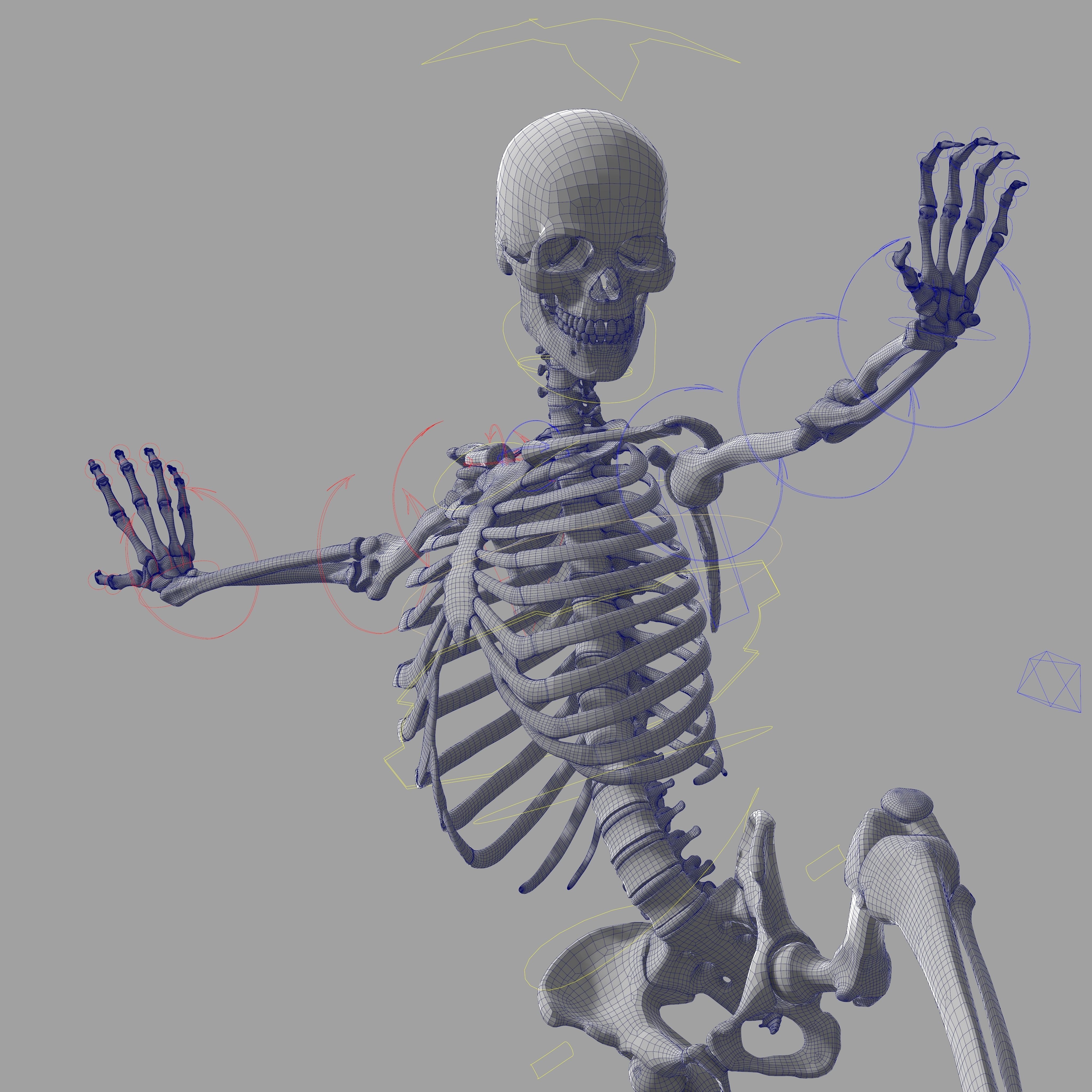Rigged Skeleton - Skeletal System - Skeleton Rig Low-poly 3D model_18