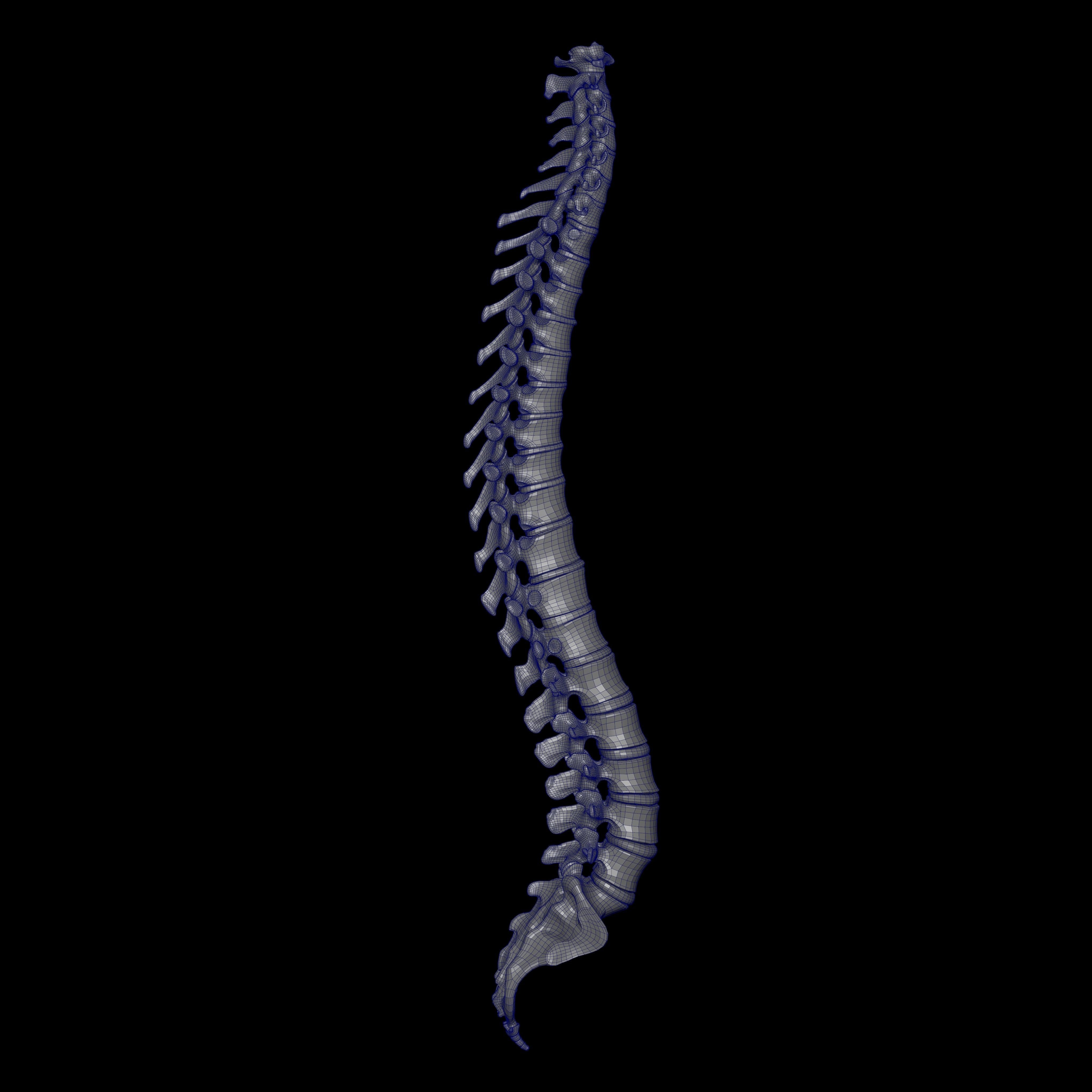 Rigged Skeleton - Skeletal System - Skeleton Rig Low-poly 3D model_27