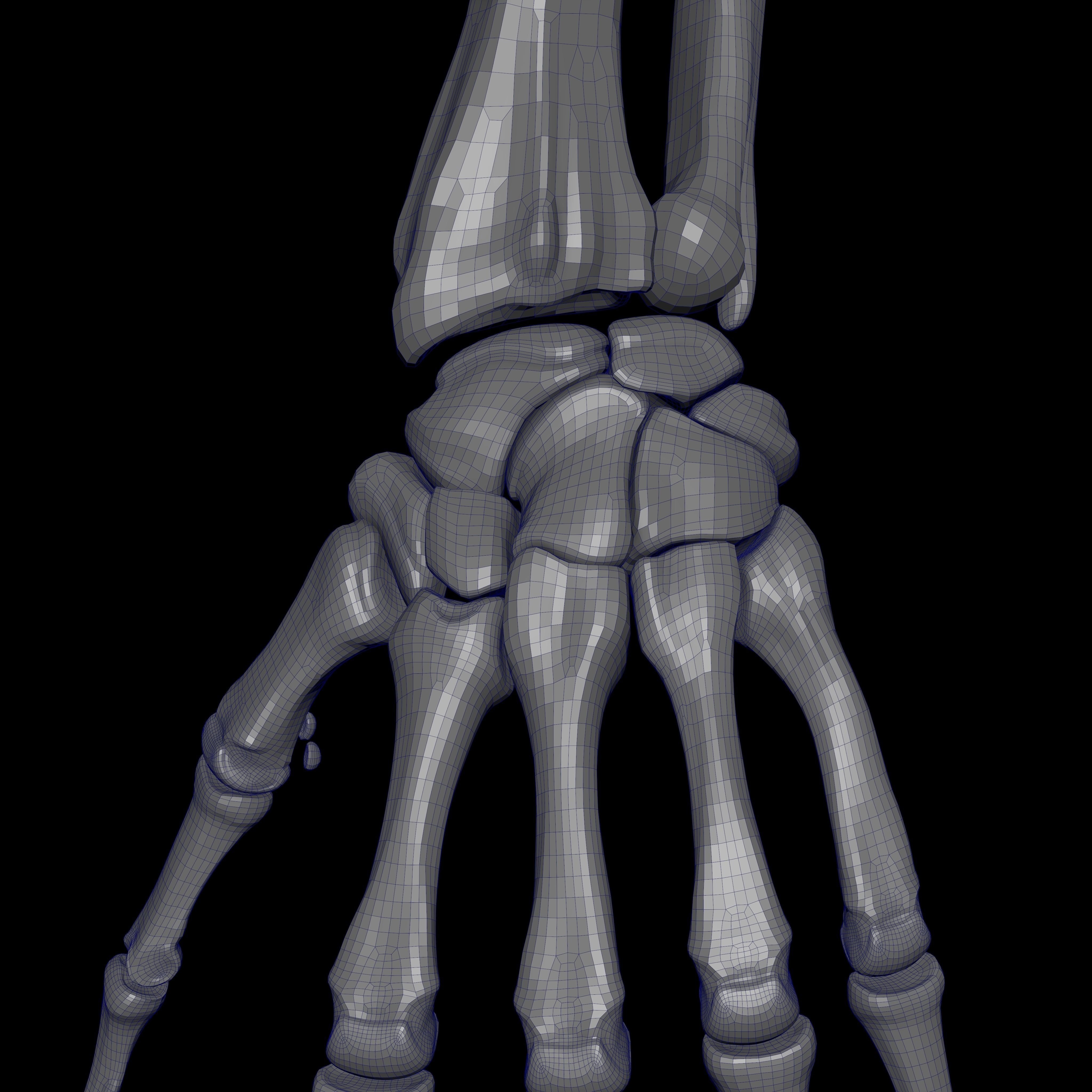 Rigged Skeleton - Skeletal System - Skeleton Rig Low-poly 3D model_42