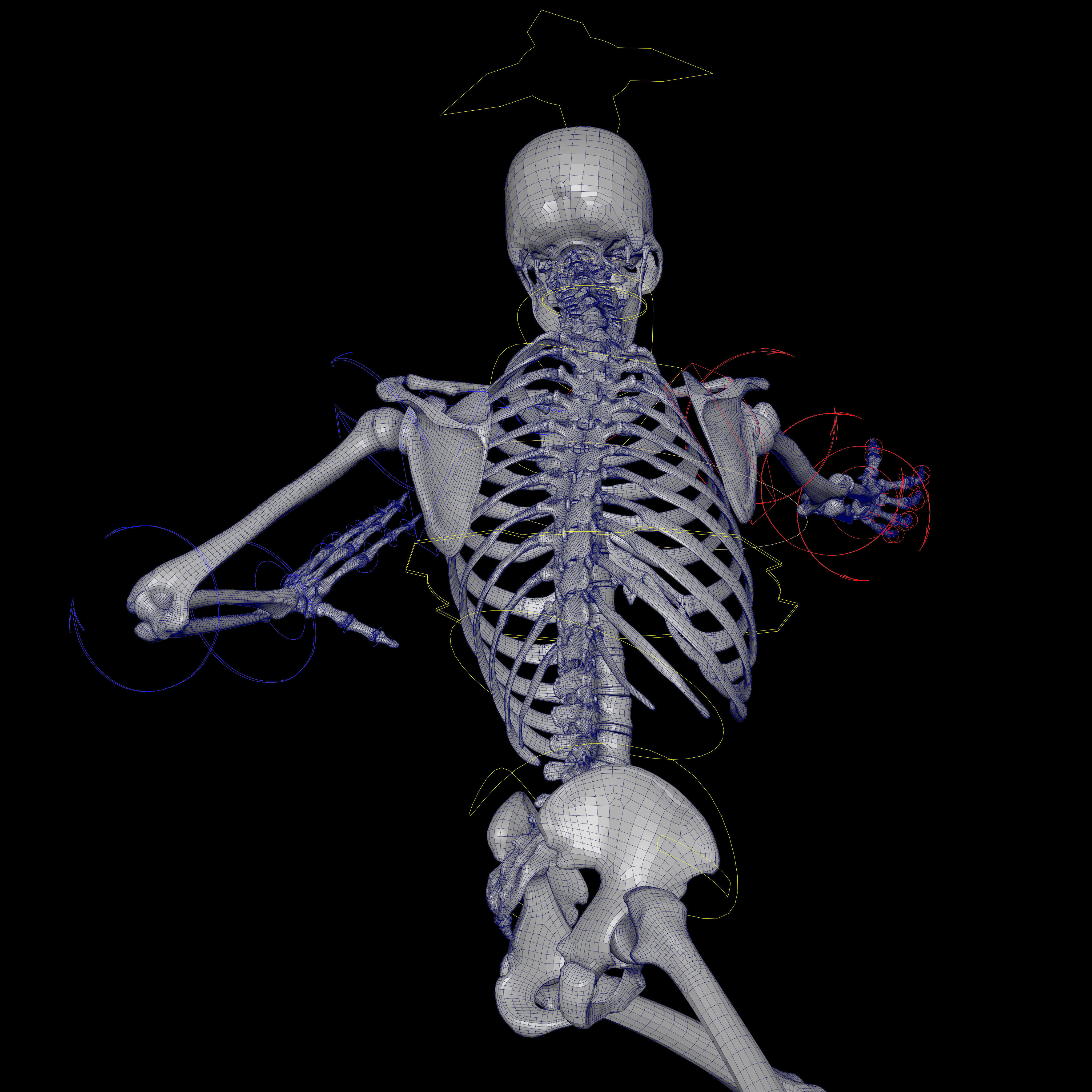 Rigged Skeleton - Skeletal System - Skeleton Rig Low-poly 3D model_68