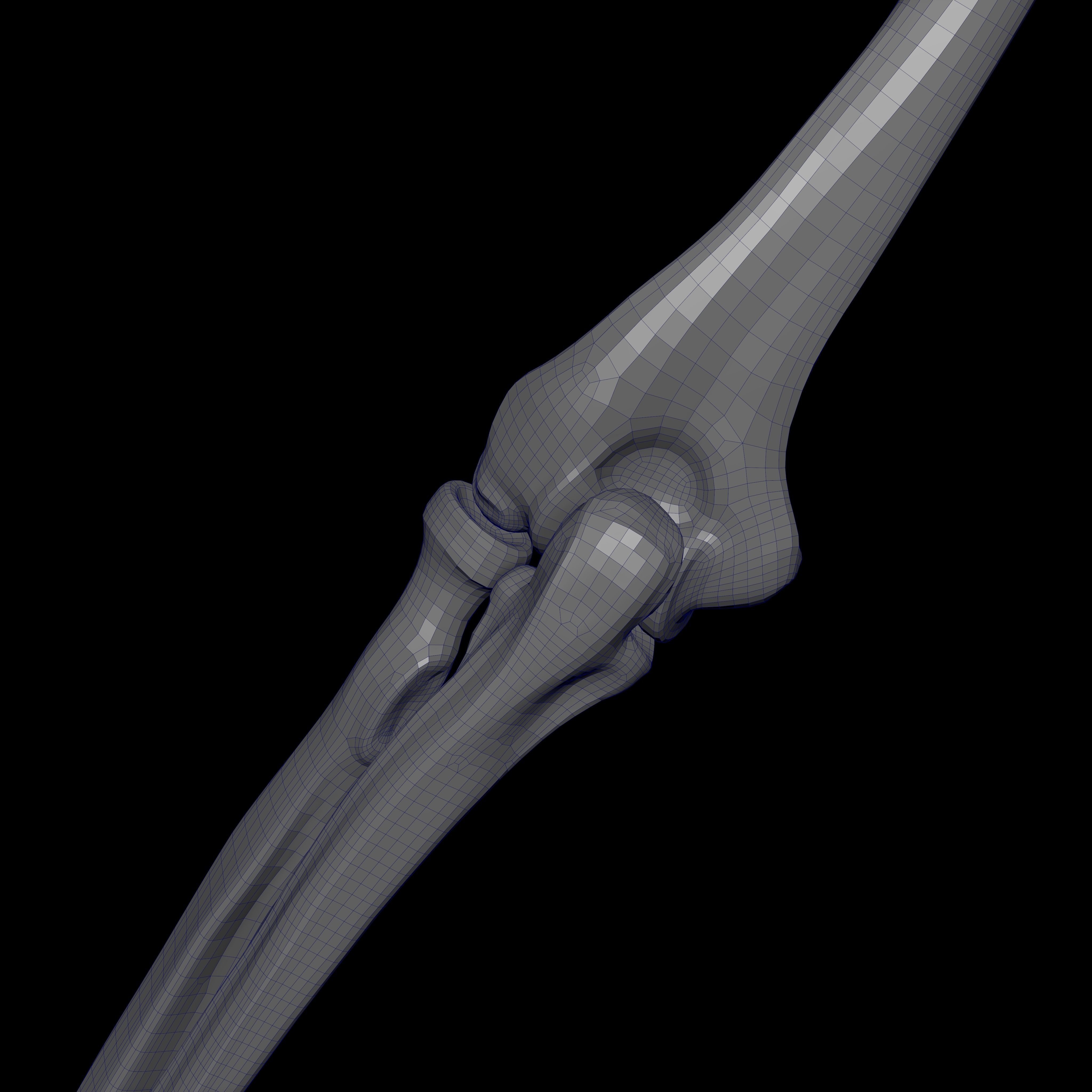 Rigged Skeleton - Skeletal System - Skeleton Rig Low-poly 3D model_39