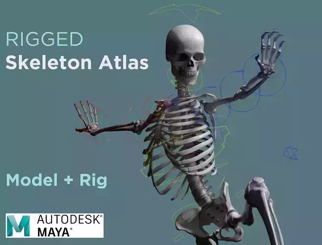 Rigged Skeleton - Skeletal System - Skeleton Rig Low-poly 3D model