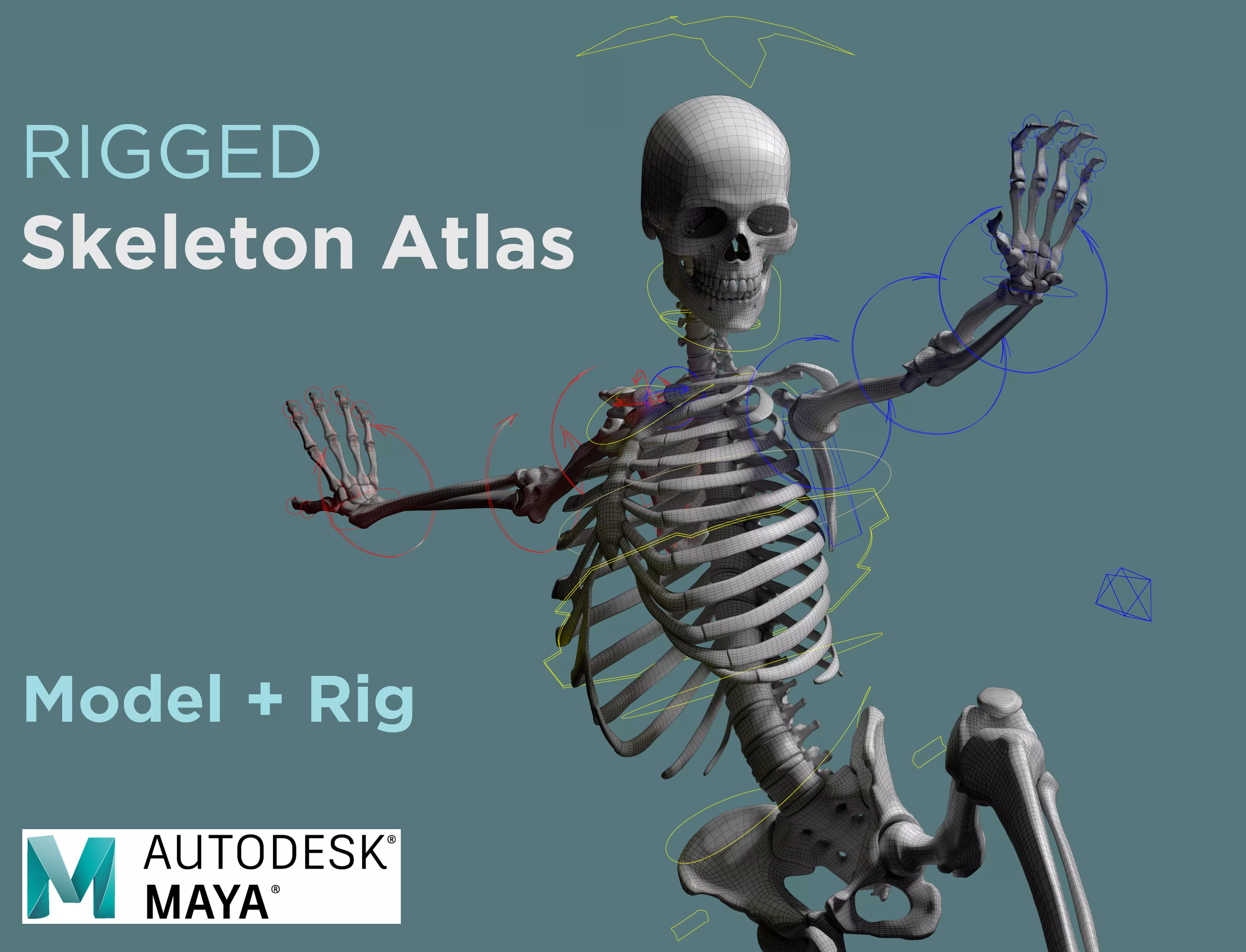 Rigged Skeleton - Skeletal System - Skeleton Rig Low-poly 3D model_0