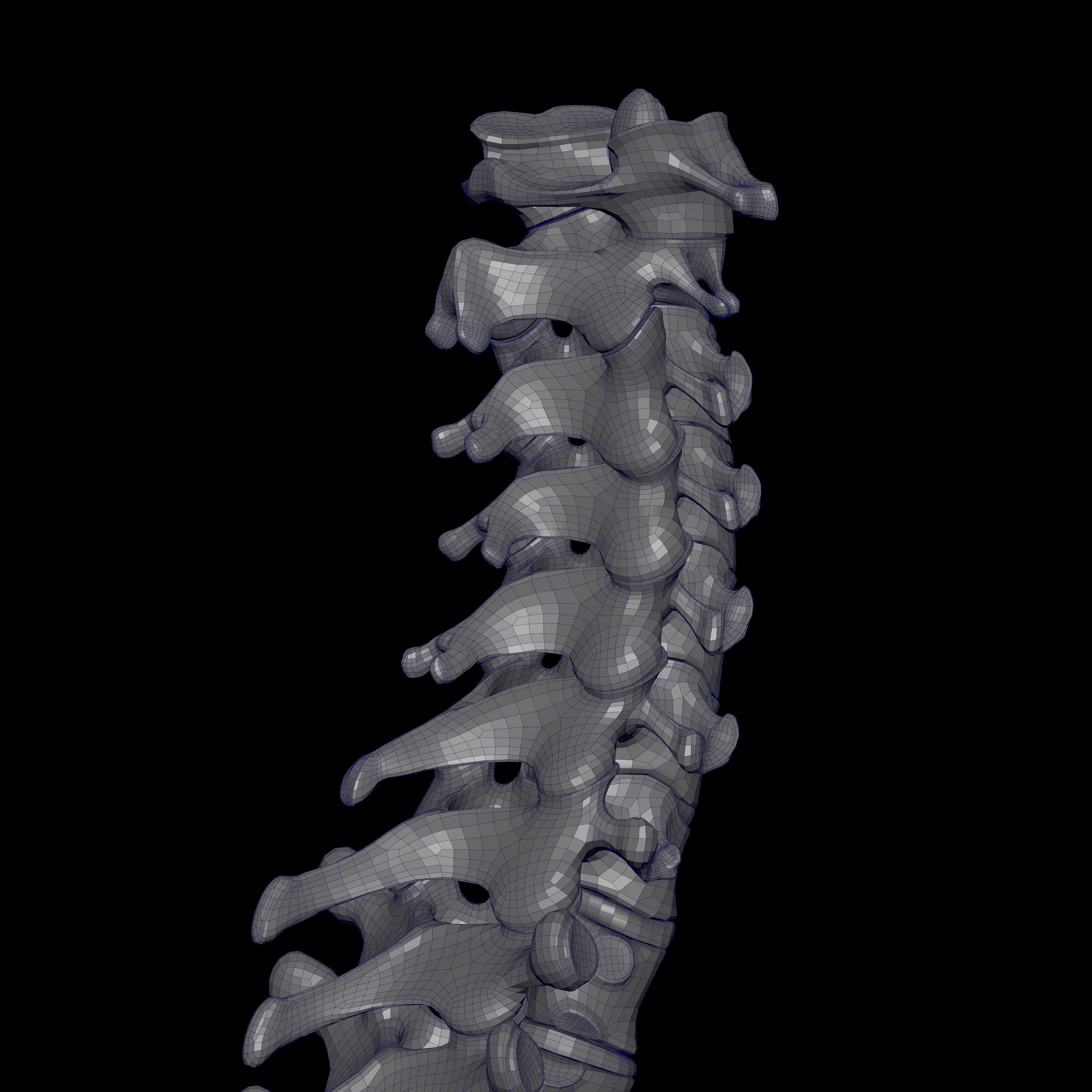 Rigged Skeleton - Skeletal System - Skeleton Rig Low-poly 3D model_22