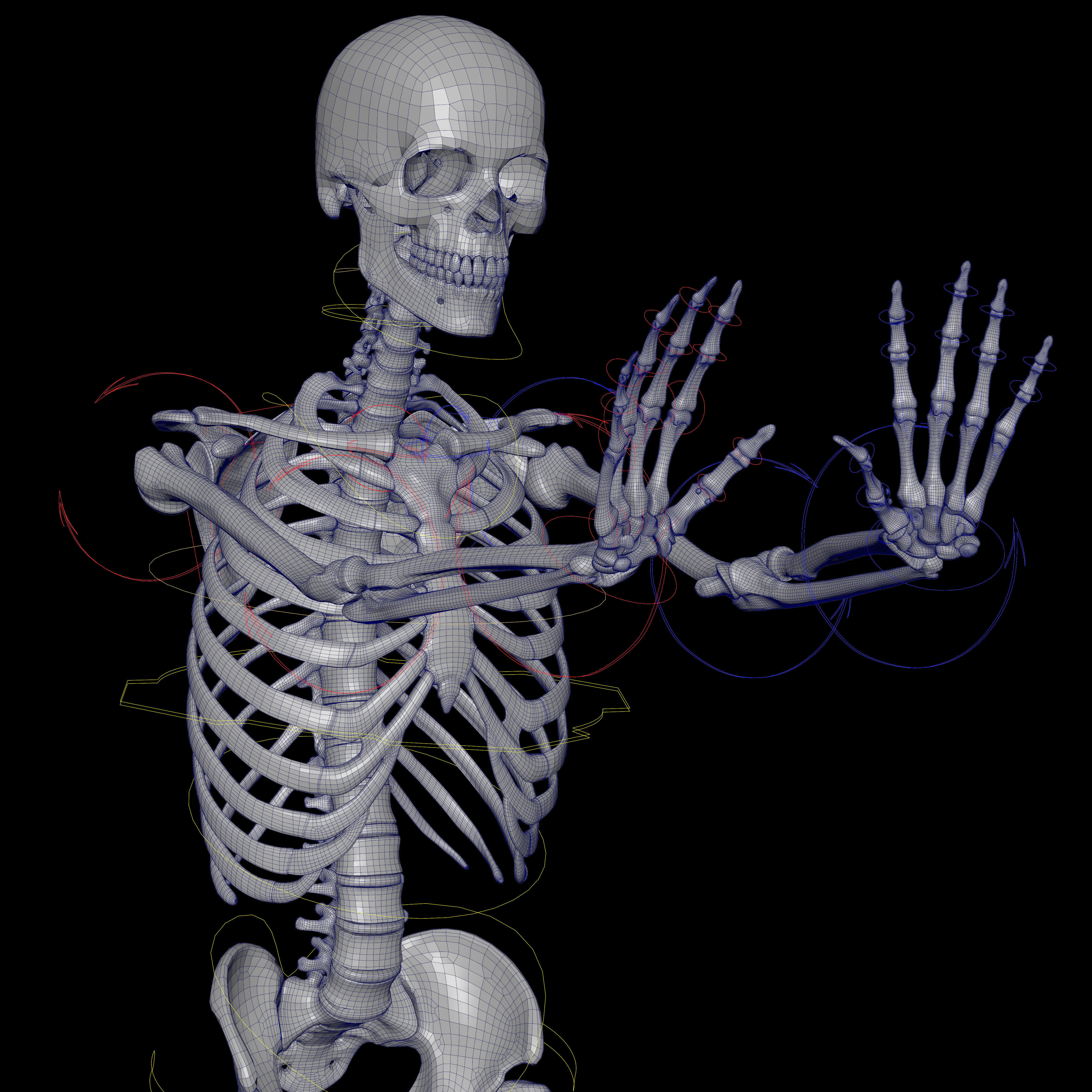 Rigged Skeleton - Skeletal System - Skeleton Rig Low-poly 3D model_29
