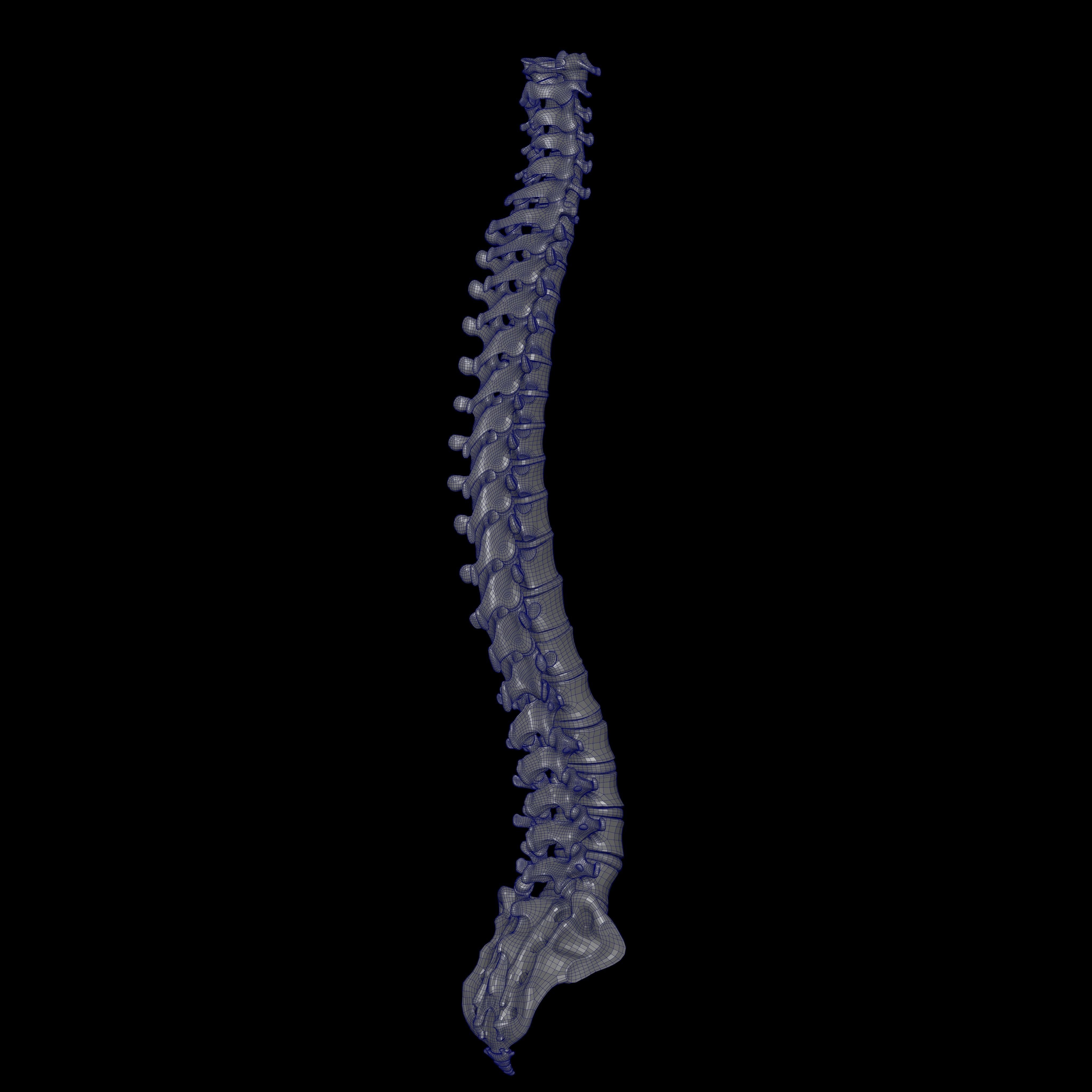 Rigged Skeleton - Skeletal System - Skeleton Rig Low-poly 3D model_25