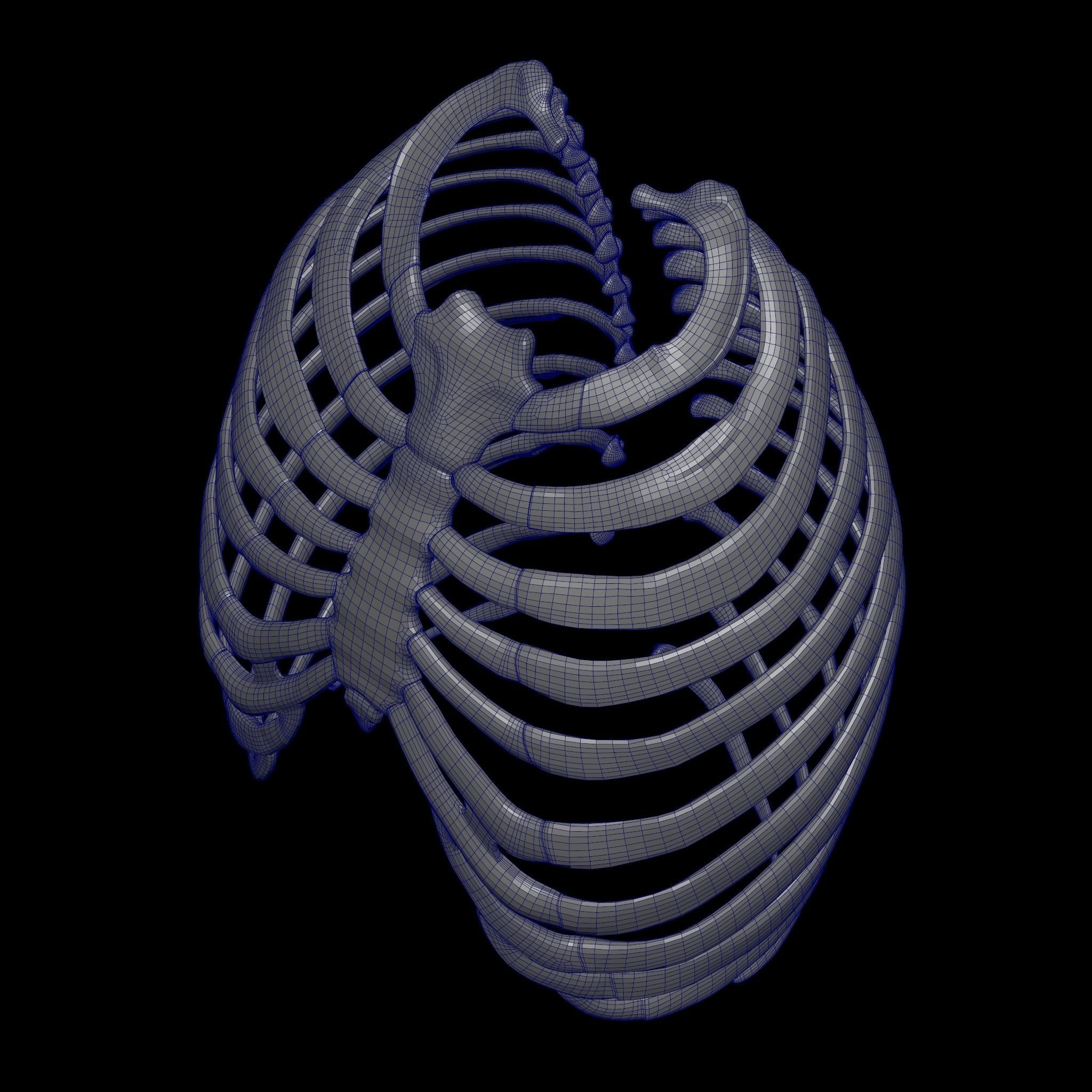 Rigged Skeleton - Skeletal System - Skeleton Rig Low-poly 3D model_58