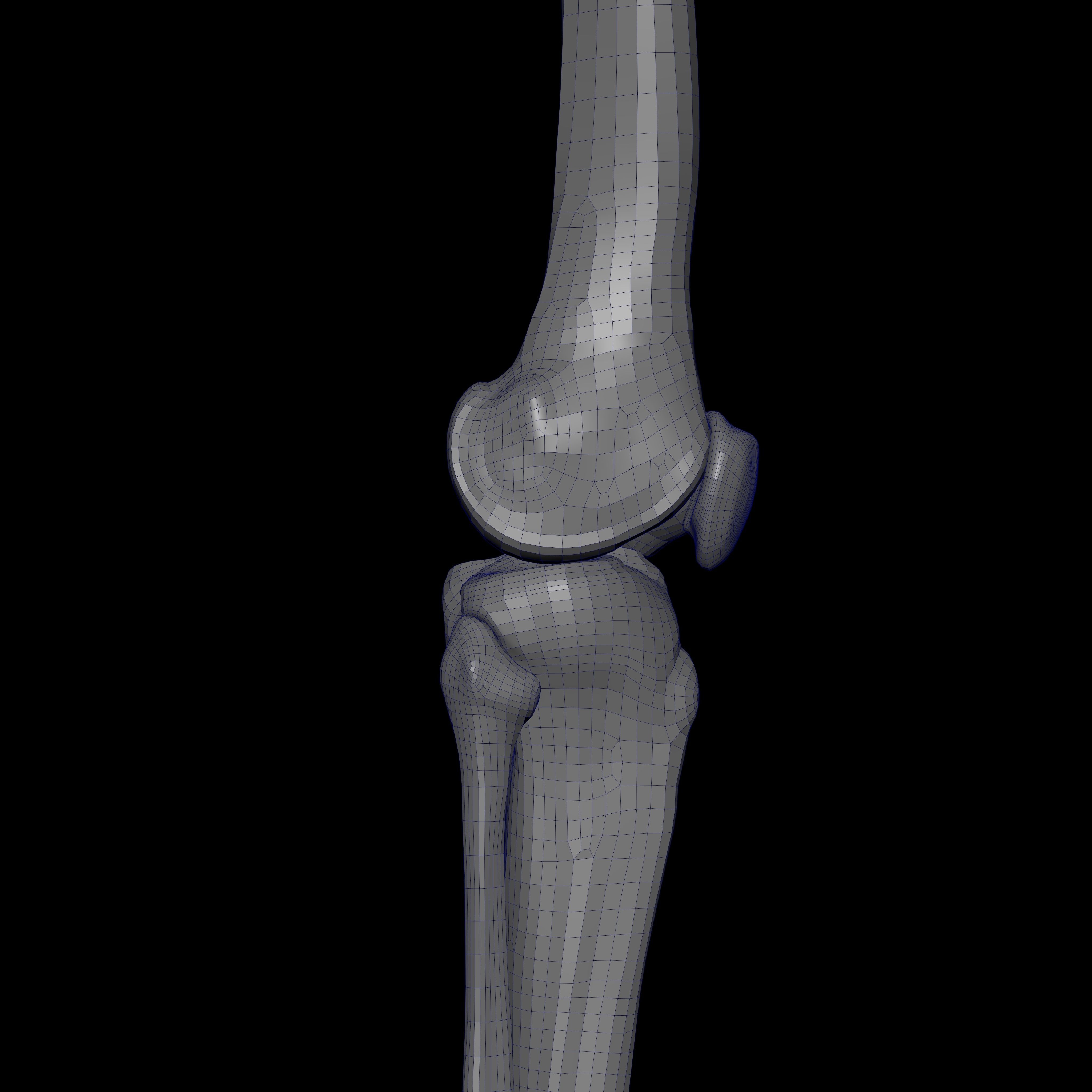 Rigged Skeleton - Skeletal System - Skeleton Rig Low-poly 3D model_49