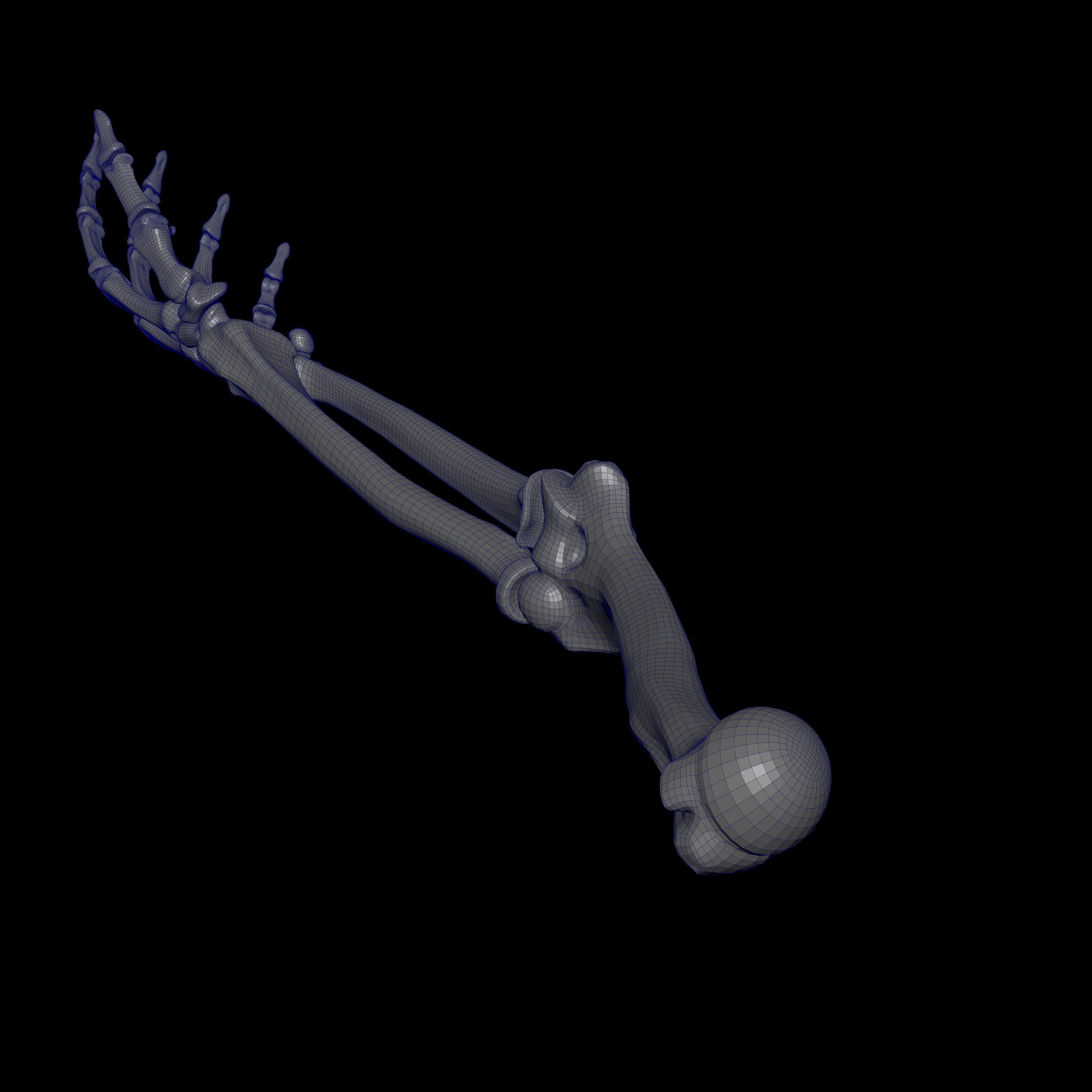 Rigged Skeleton - Skeletal System - Skeleton Rig Low-poly 3D model_35