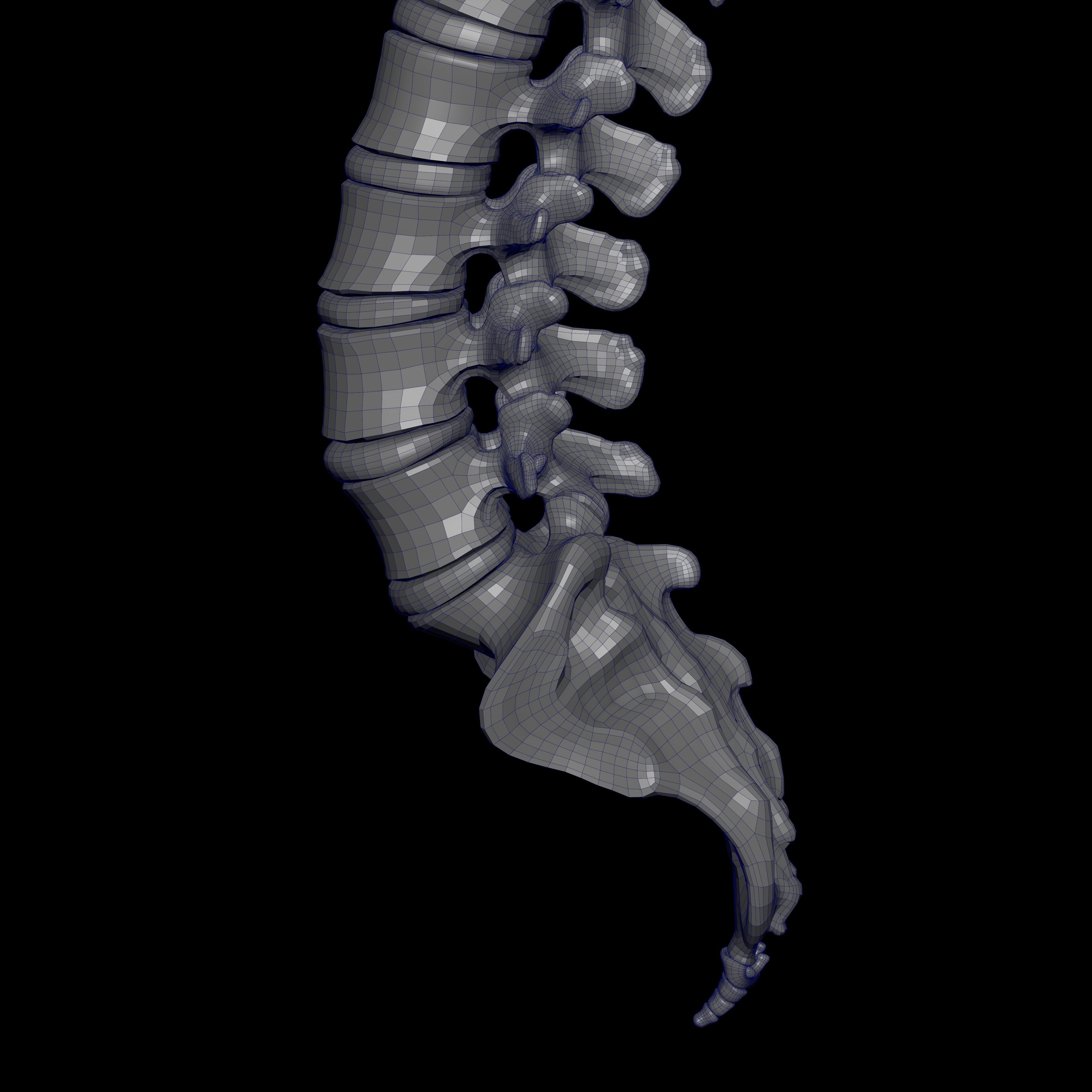 Rigged Skeleton - Skeletal System - Skeleton Rig Low-poly 3D model_32