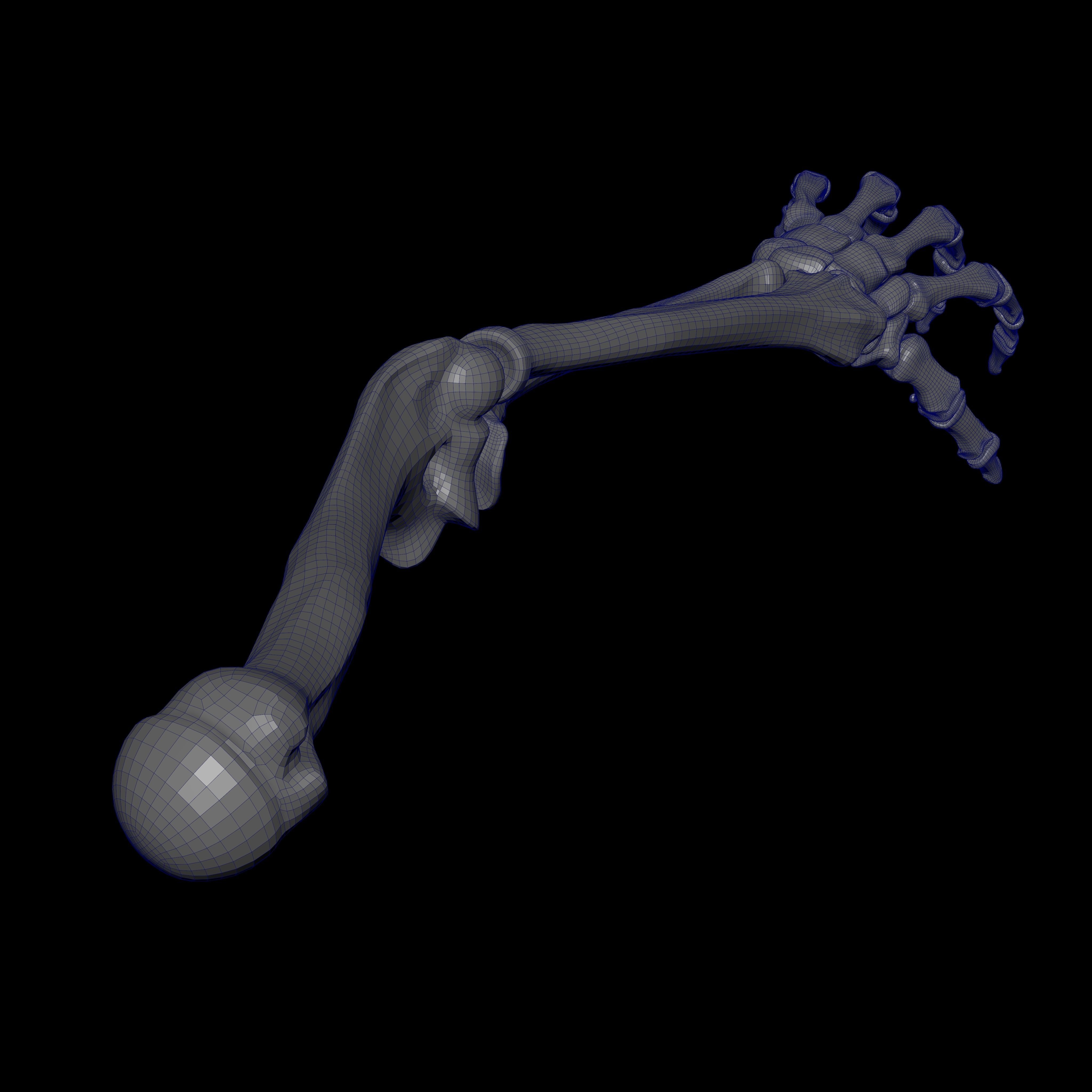 Rigged Skeleton - Skeletal System - Skeleton Rig Low-poly 3D model_37