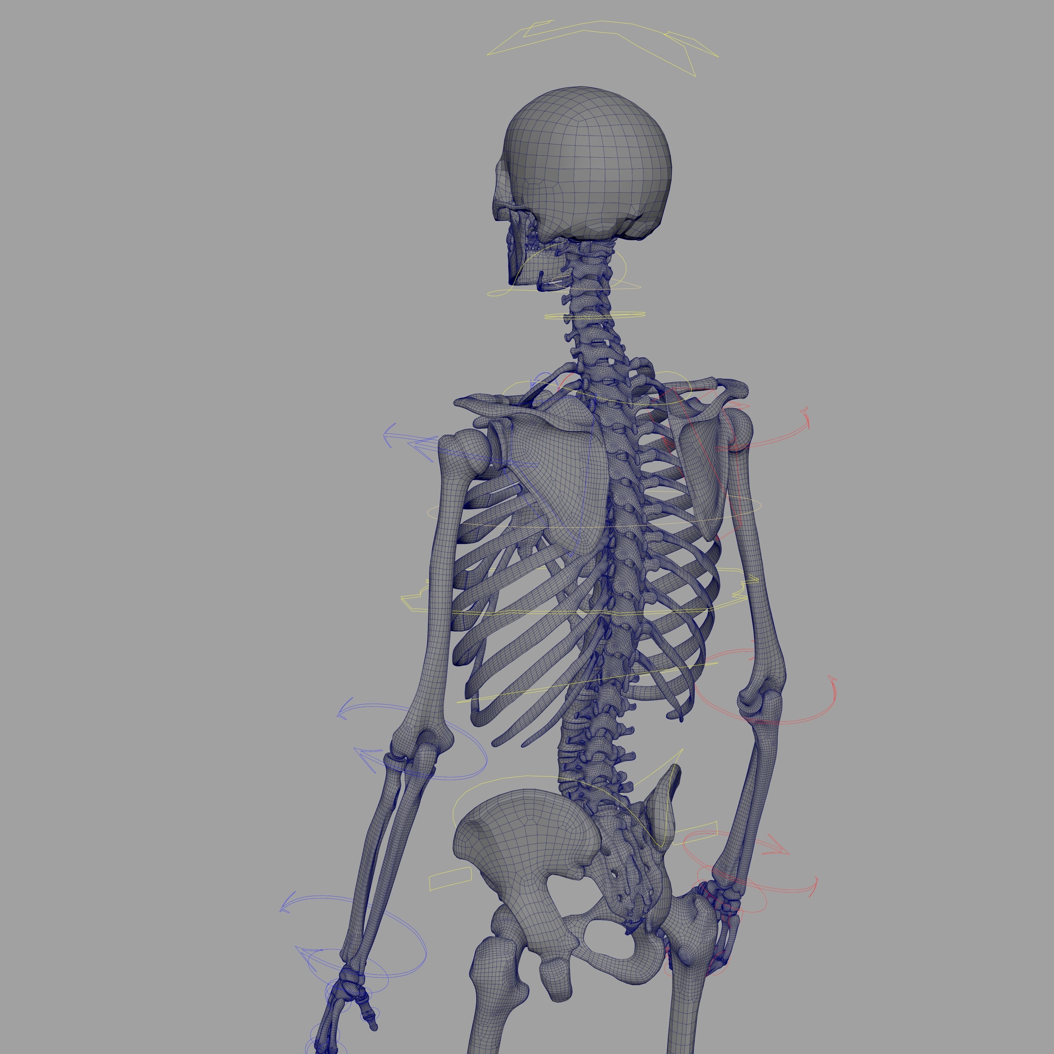 Rigged Skeleton - Skeletal System - Skeleton Rig Low-poly 3D model_10