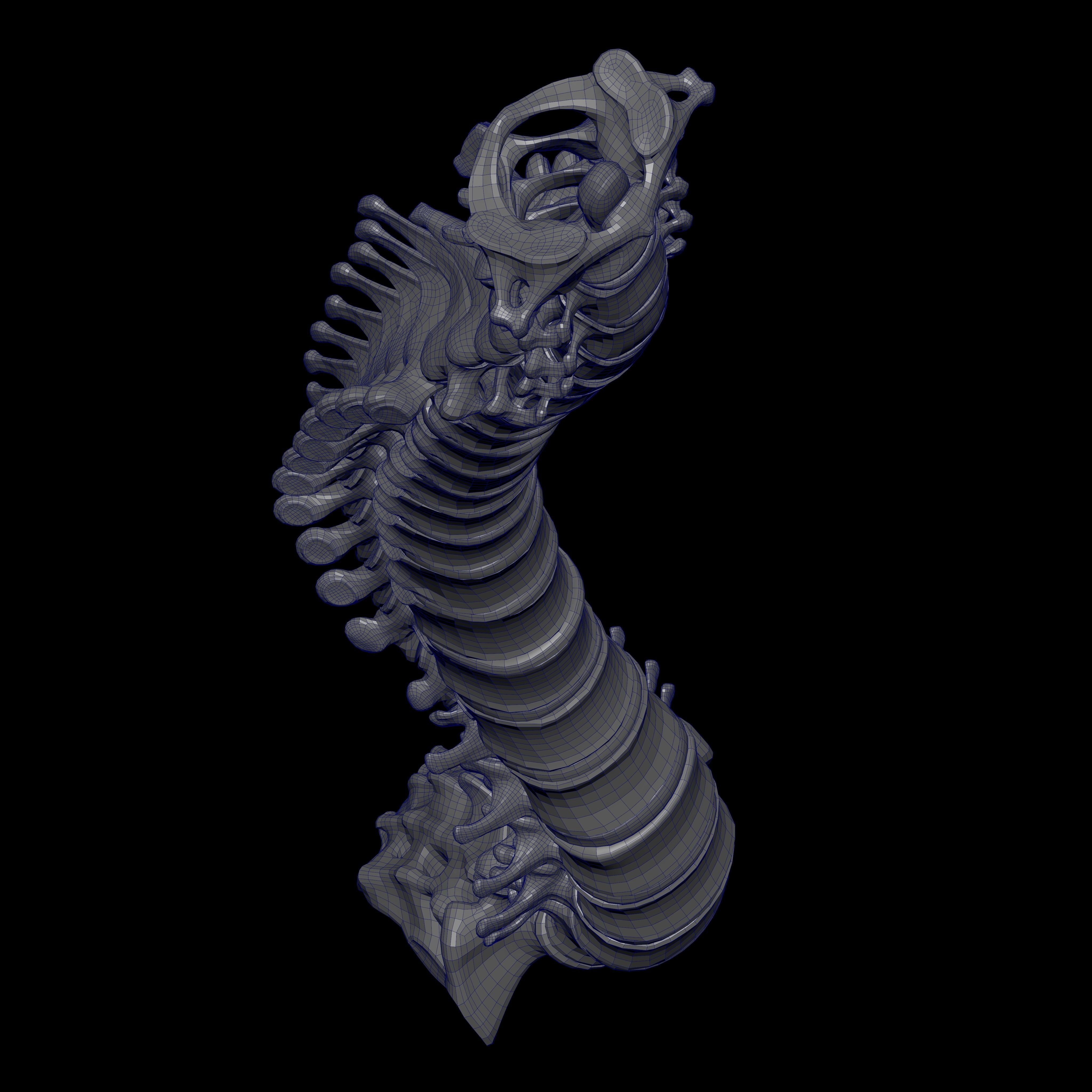 Rigged Skeleton - Skeletal System - Skeleton Rig Low-poly 3D model_28