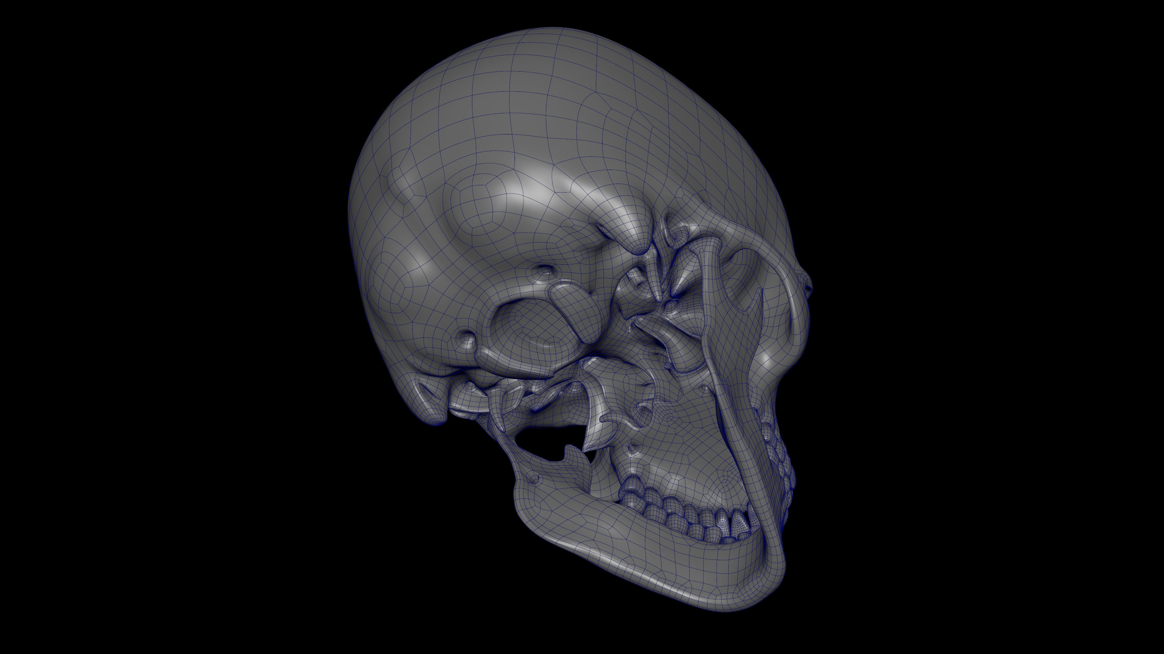 Rigged Skeleton - Skeletal System - Skeleton Rig Low-poly 3D model_16