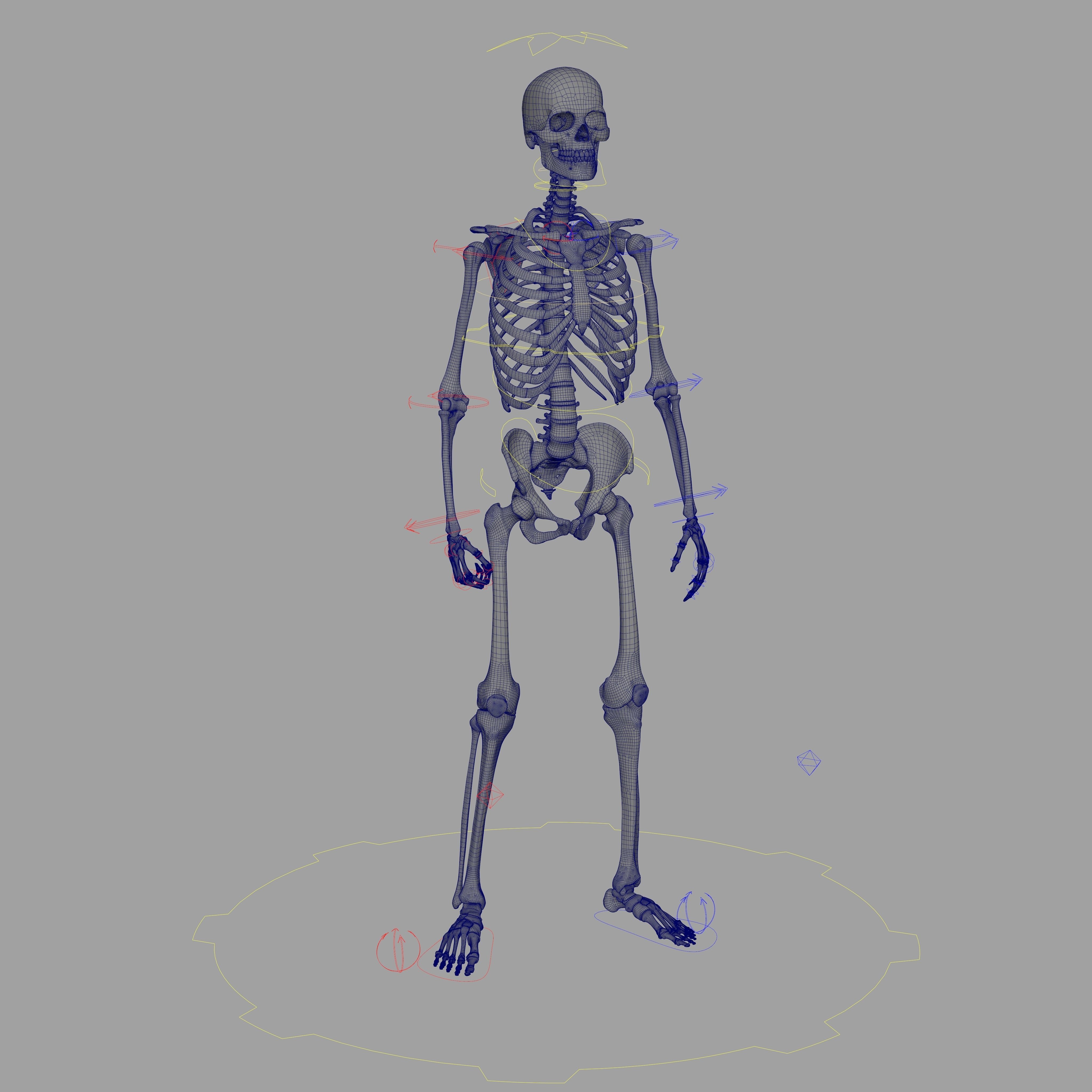 Rigged Skeleton - Skeletal System - Skeleton Rig Low-poly 3D model_9