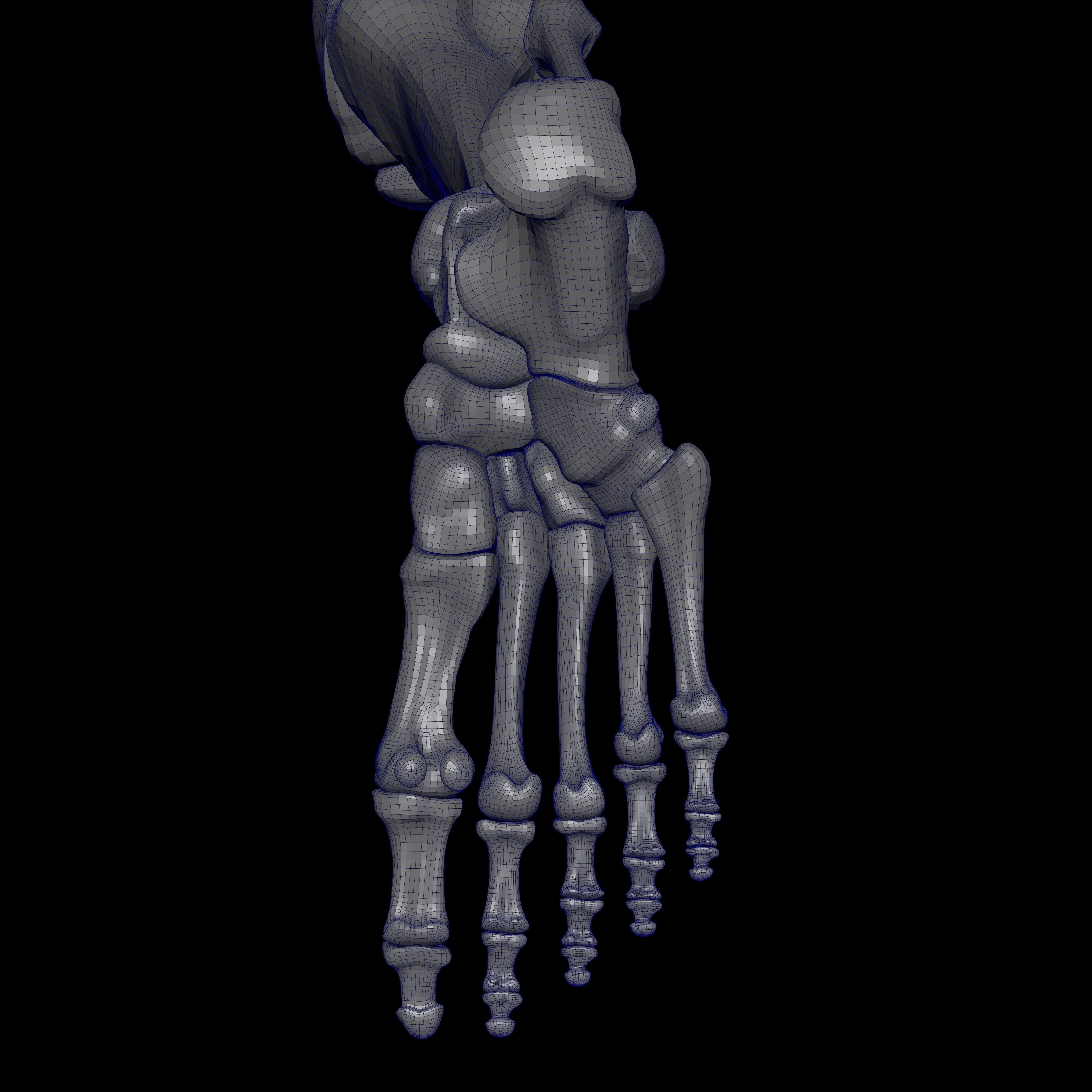 Rigged Skeleton - Skeletal System - Skeleton Rig Low-poly 3D model_51