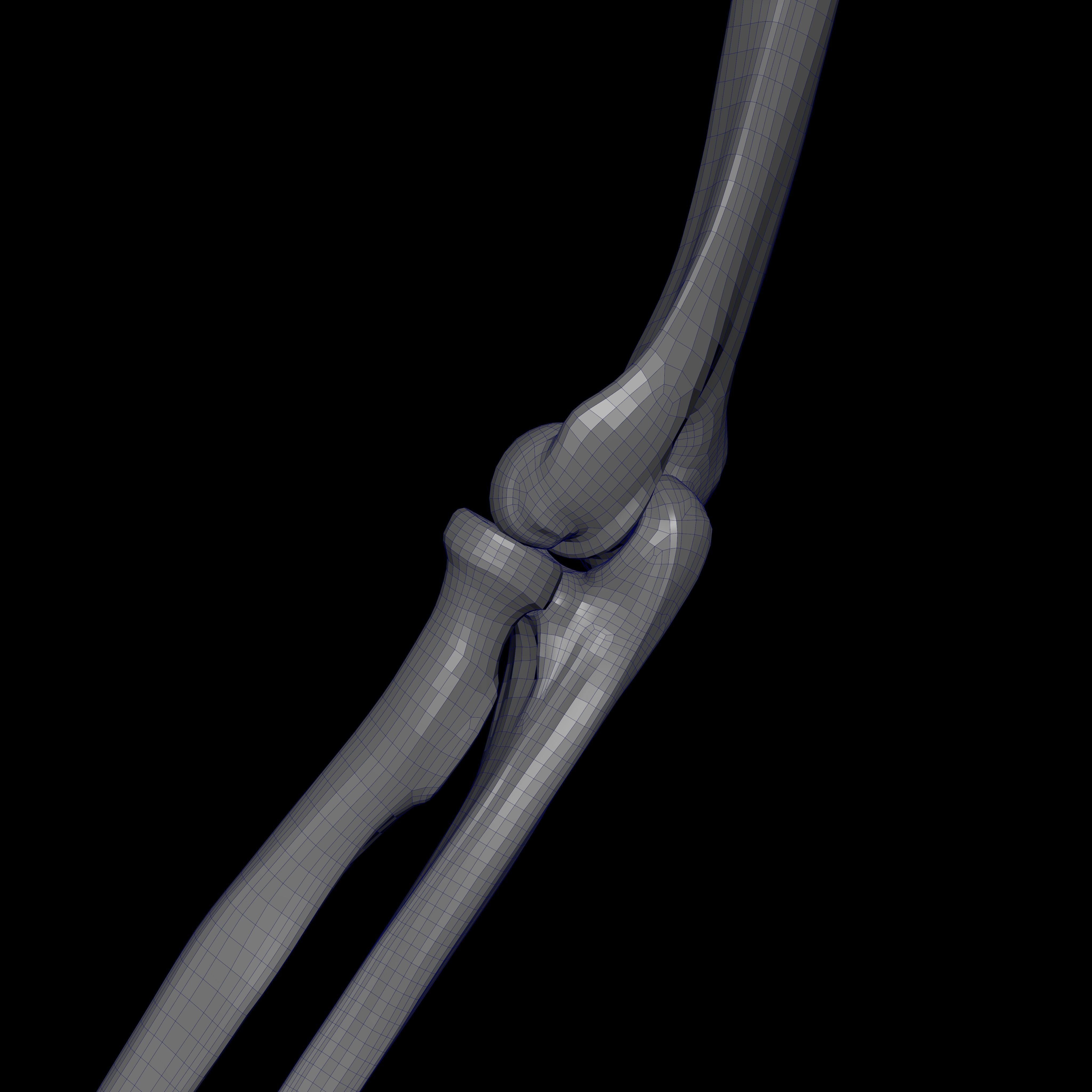 Rigged Skeleton - Skeletal System - Skeleton Rig Low-poly 3D model_38