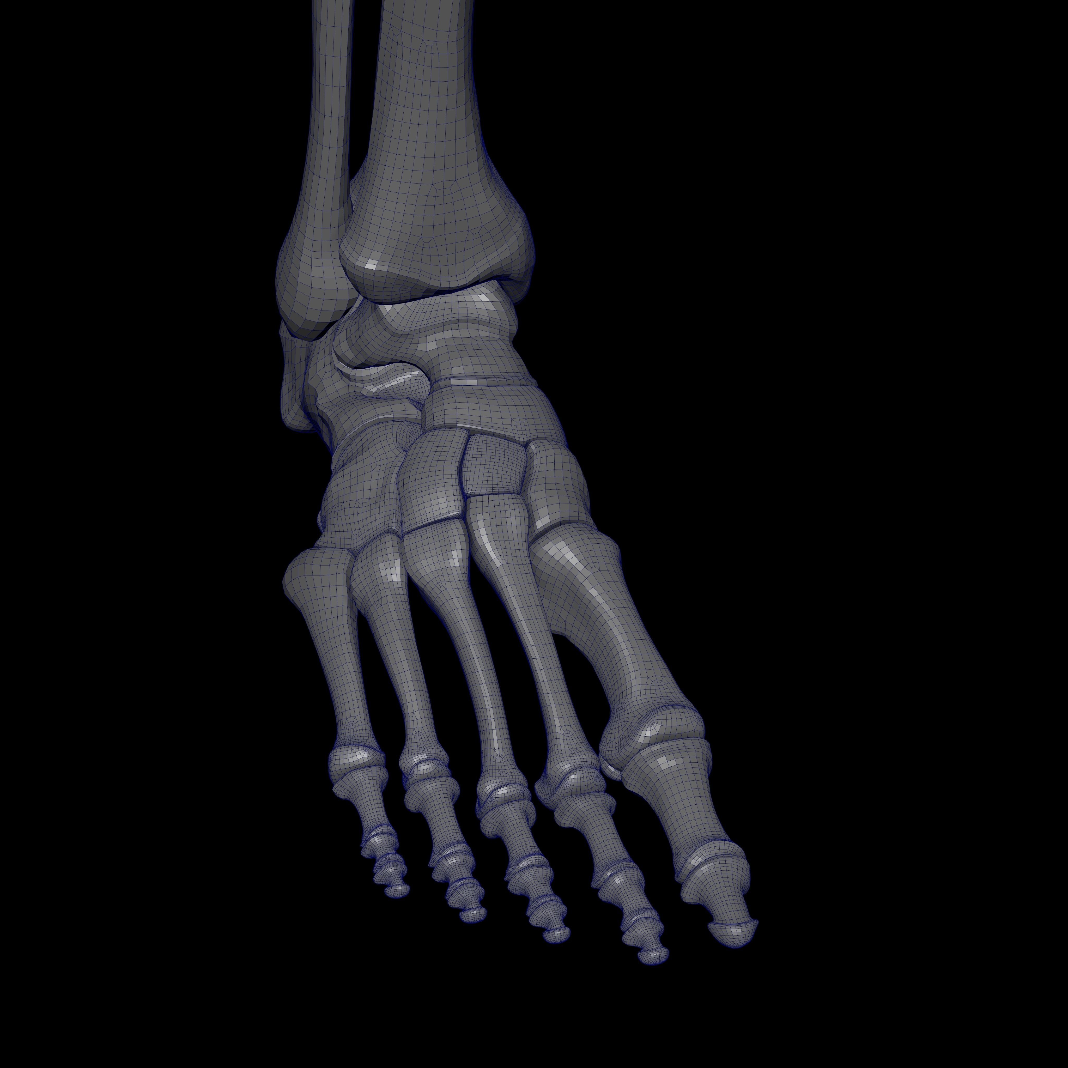 Rigged Skeleton - Skeletal System - Skeleton Rig Low-poly 3D model_55