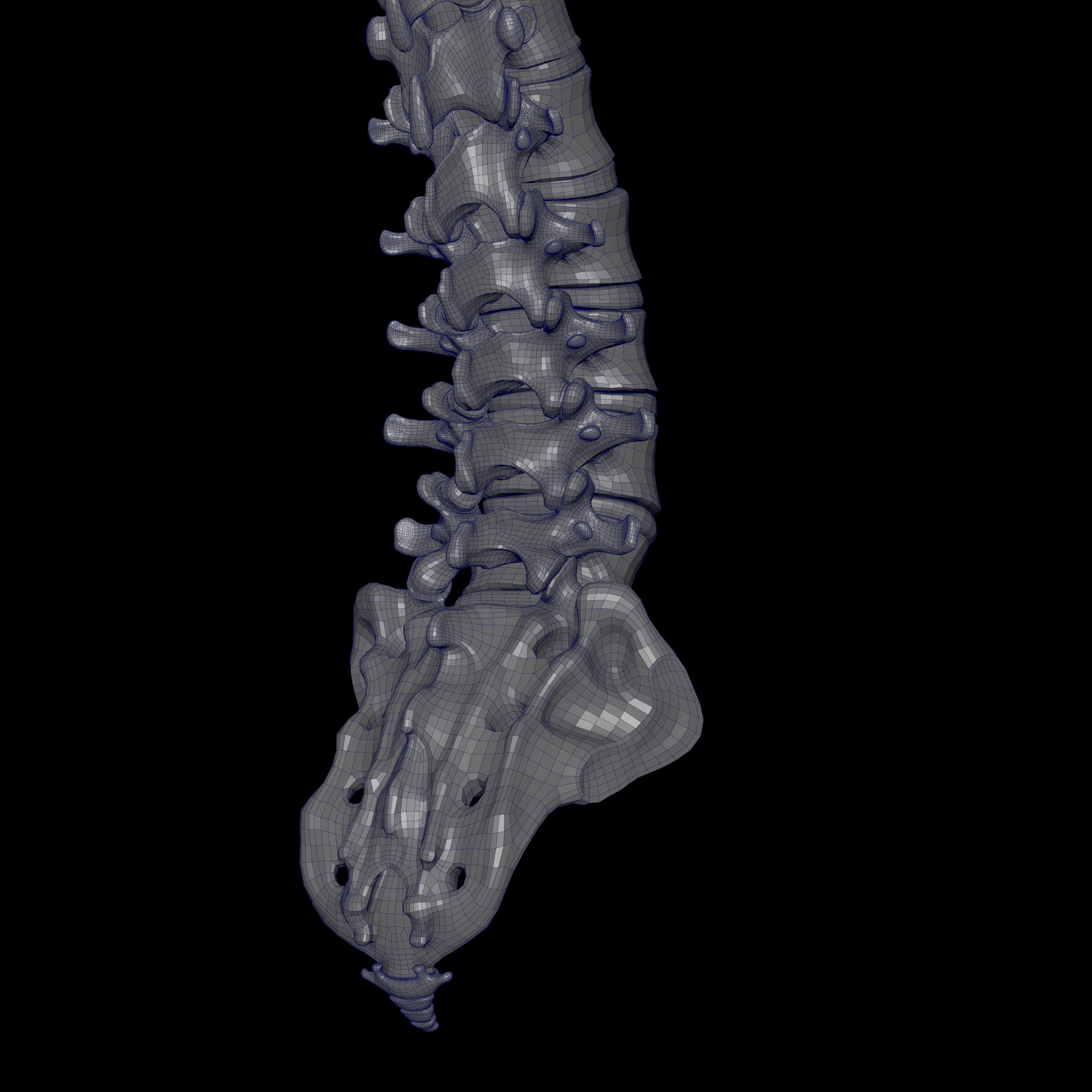 Rigged Skeleton - Skeletal System - Skeleton Rig Low-poly 3D model_33