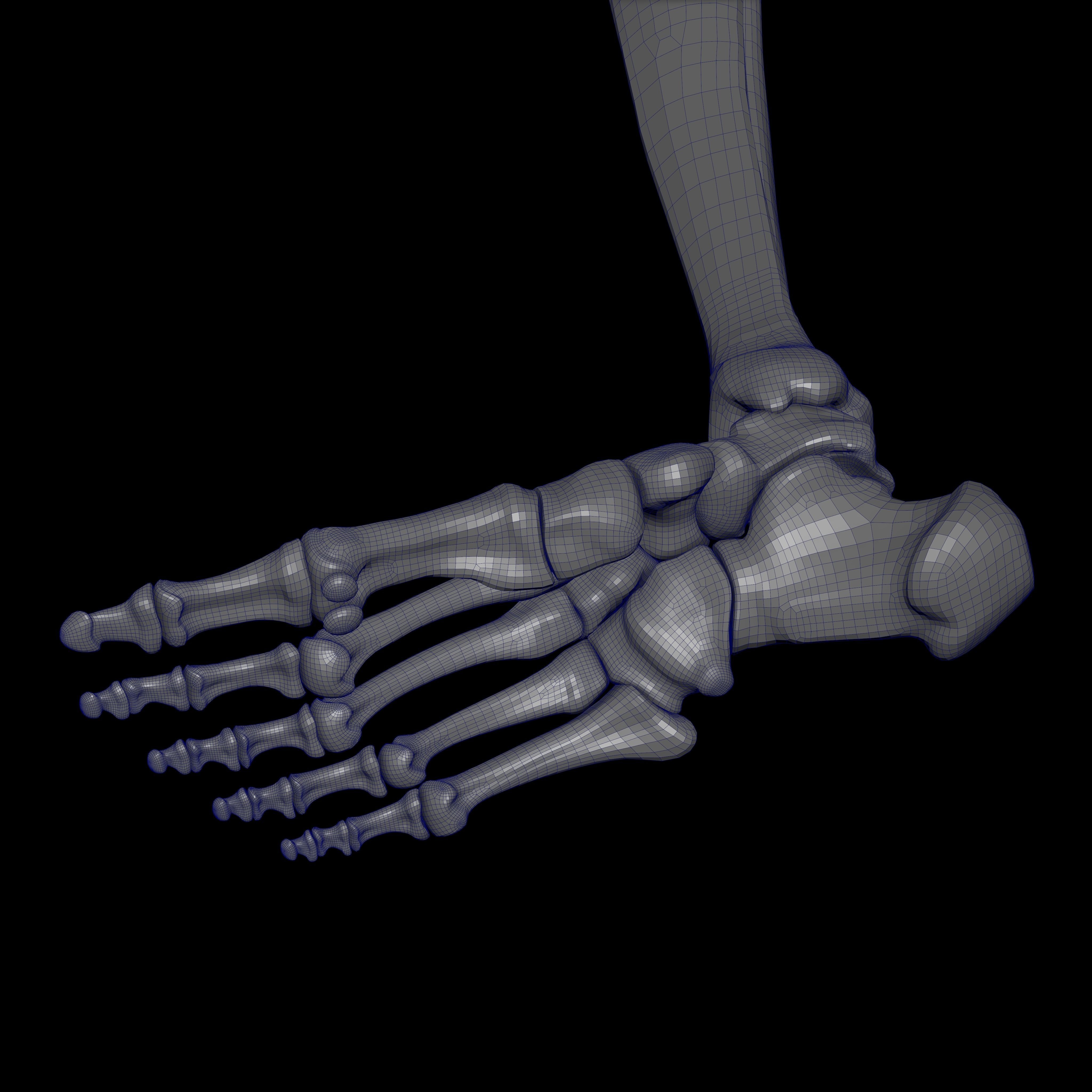 Rigged Skeleton - Skeletal System - Skeleton Rig Low-poly 3D model_53